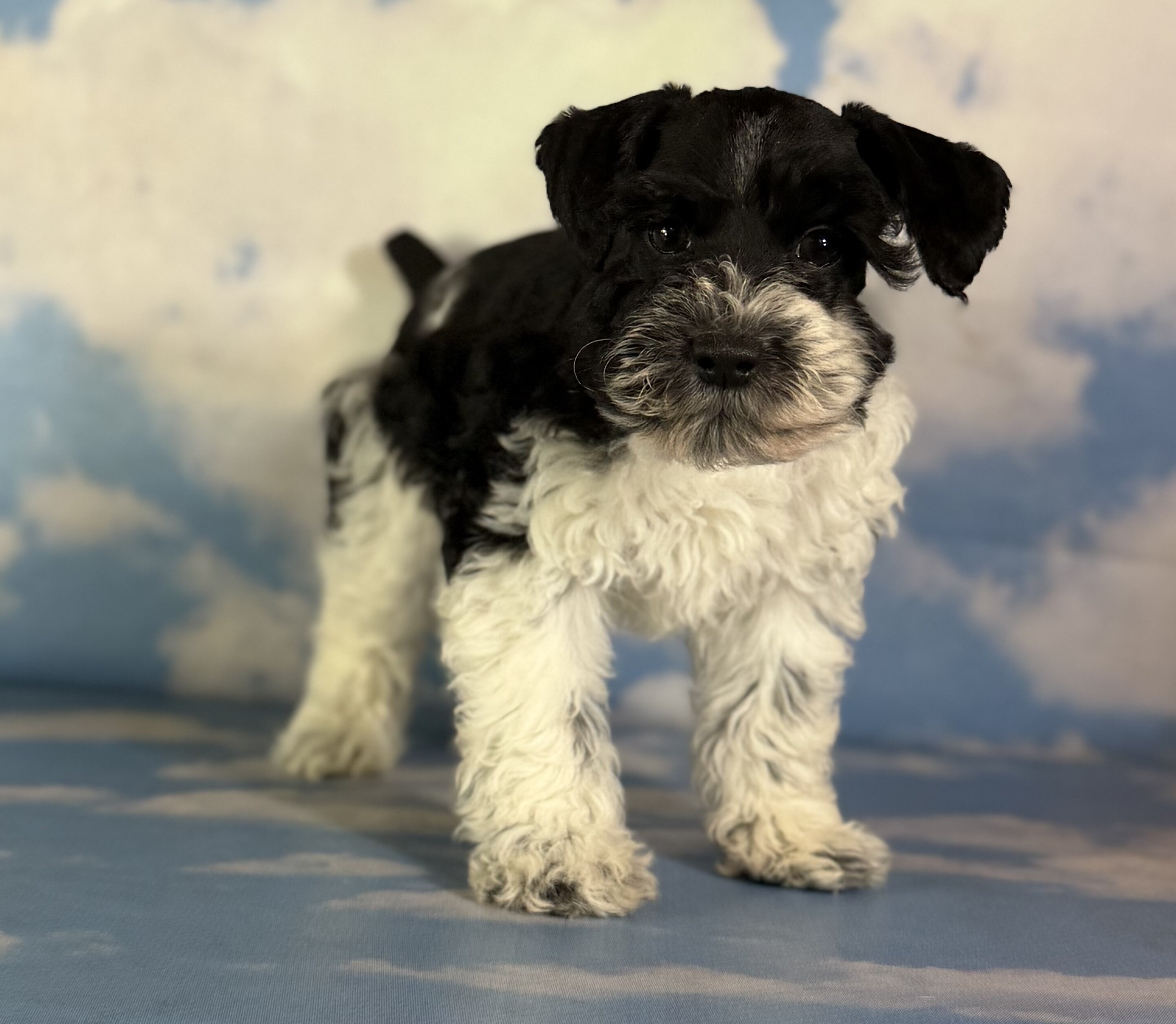 Pepper Male Schnoodle image 4