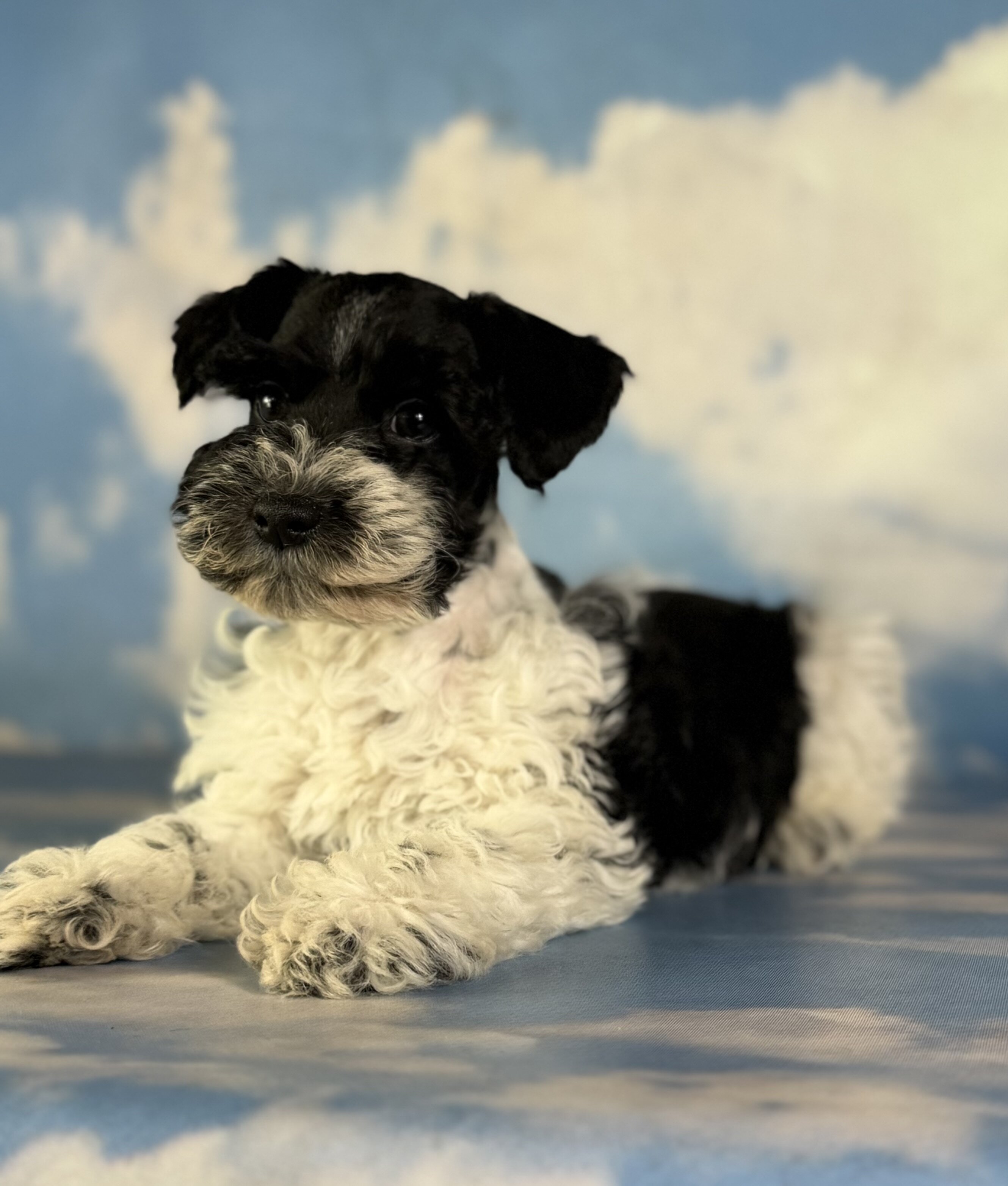 Pepper Male Schnoodle image 5