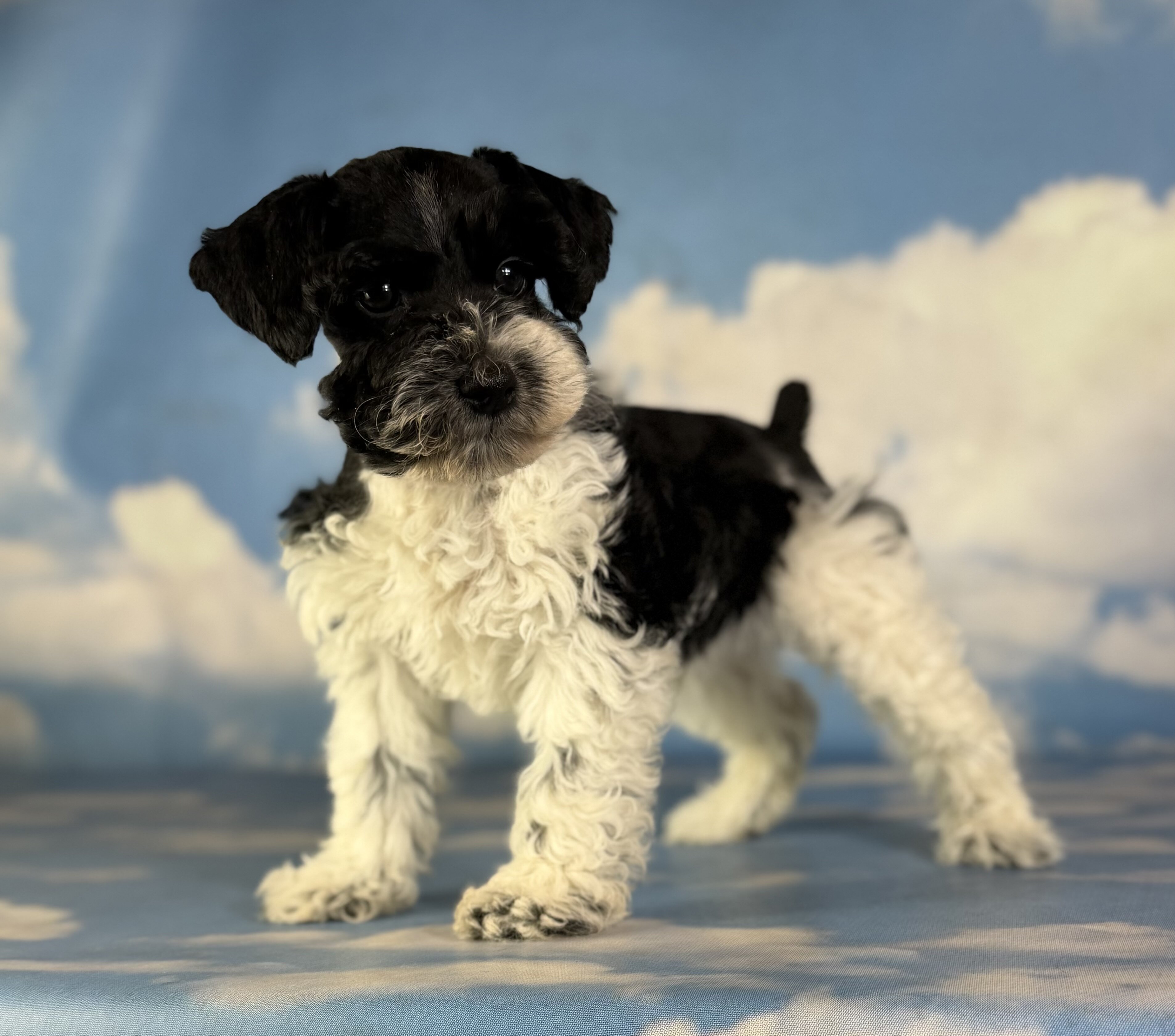 Pepper Male Schnoodle image 7