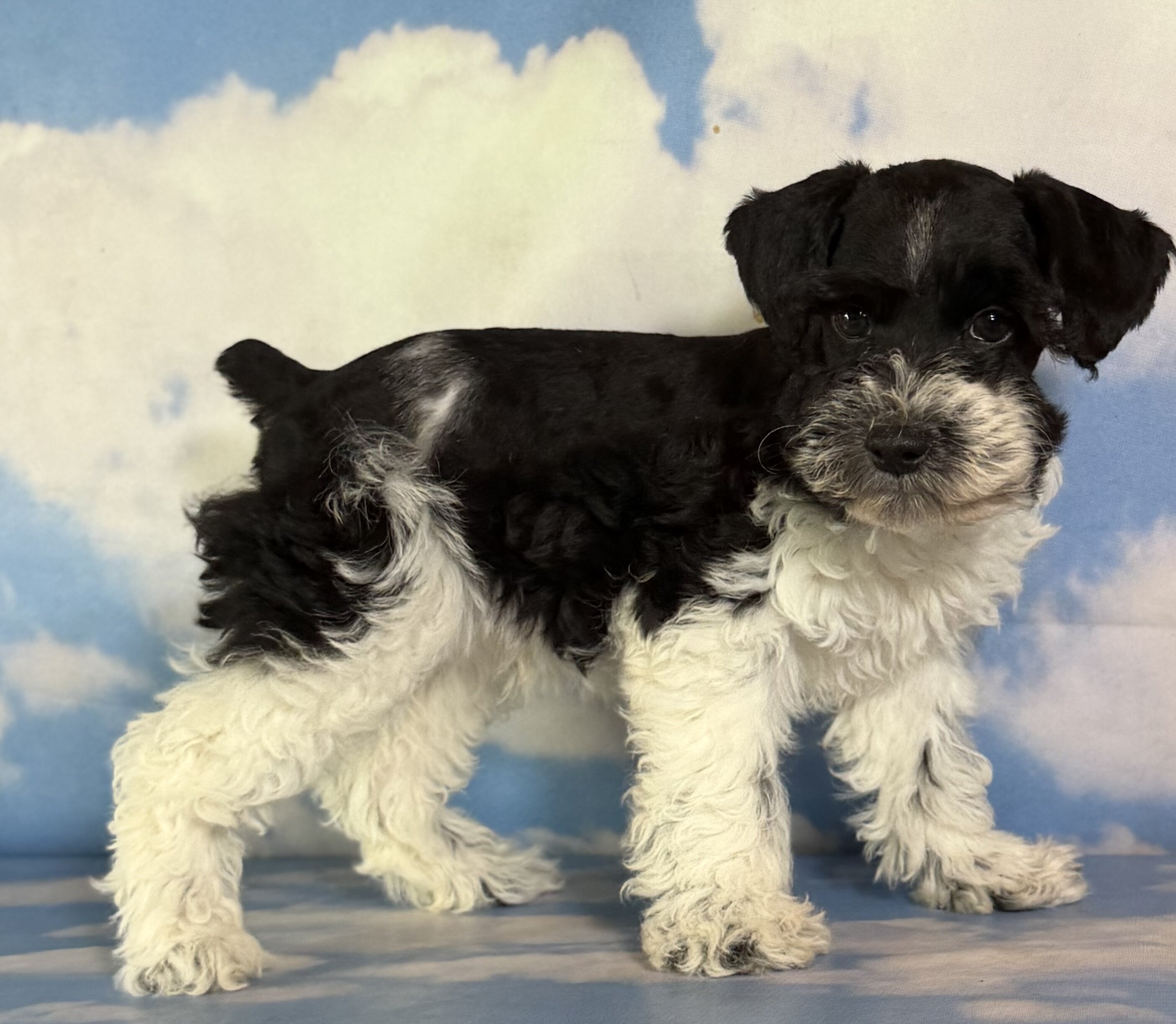 Pepper Male Schnoodle image 2
