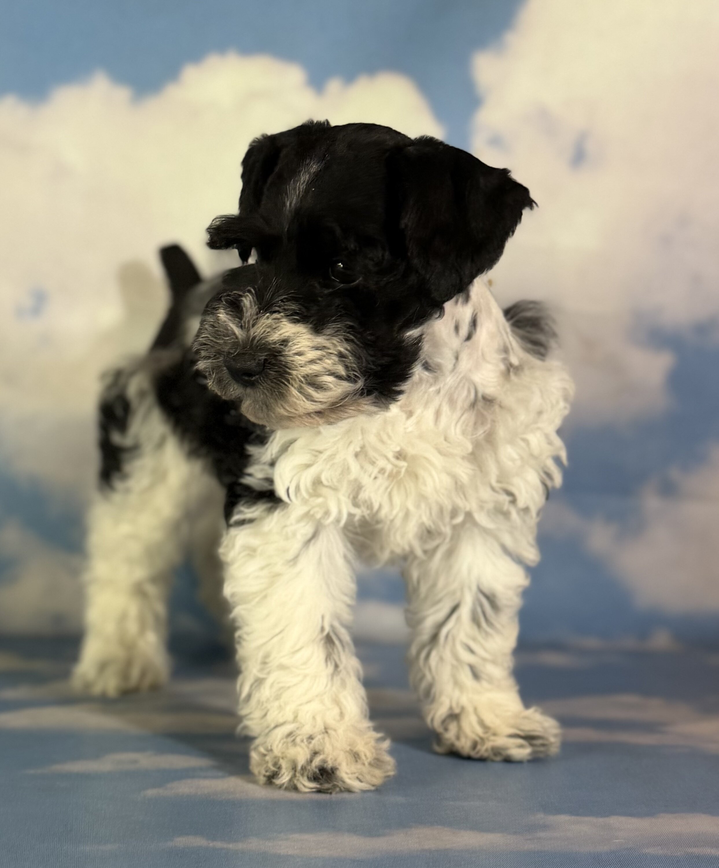 Pepper Male Schnoodle image 3