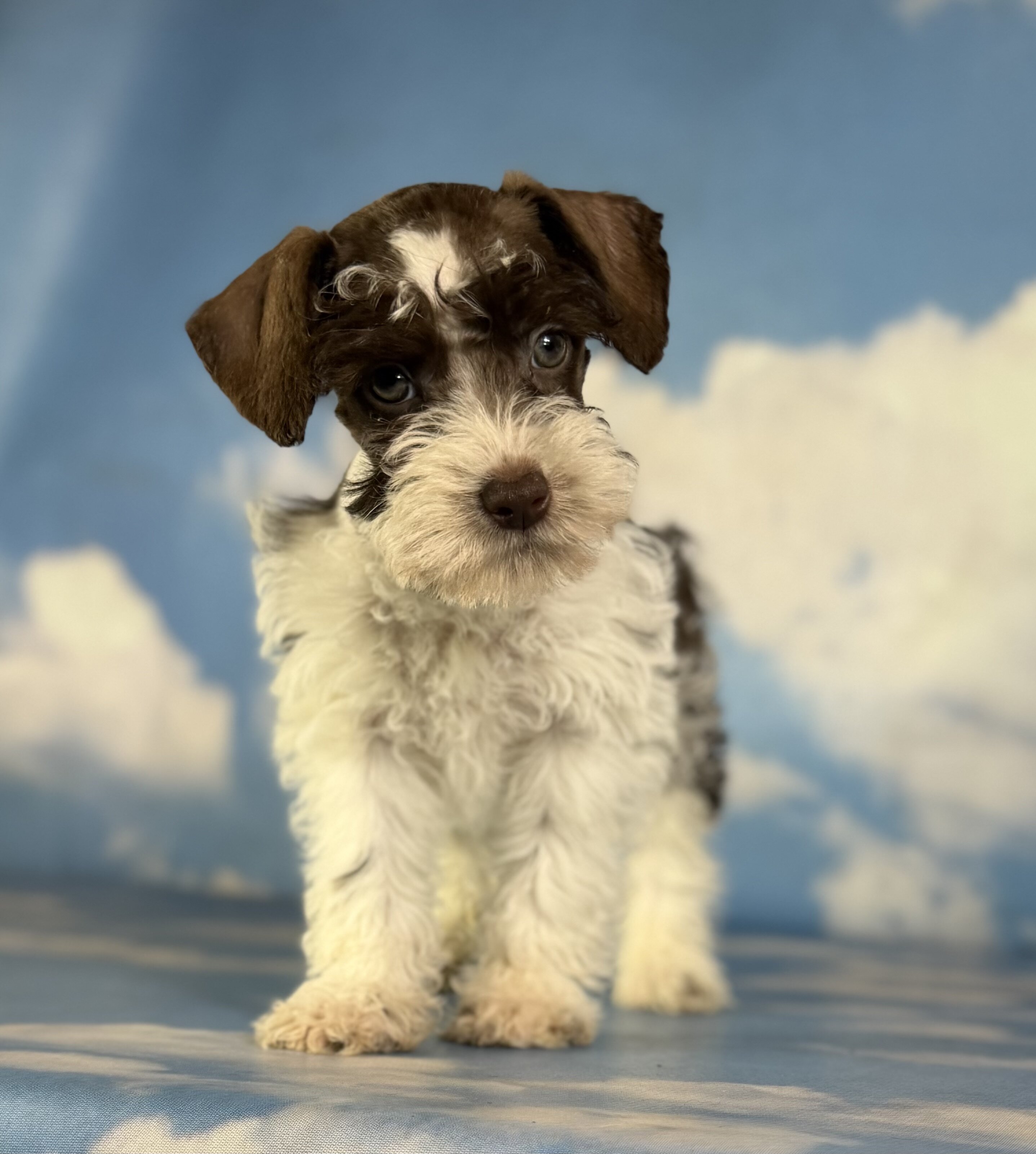 Penny Female Schnoodle image 5
