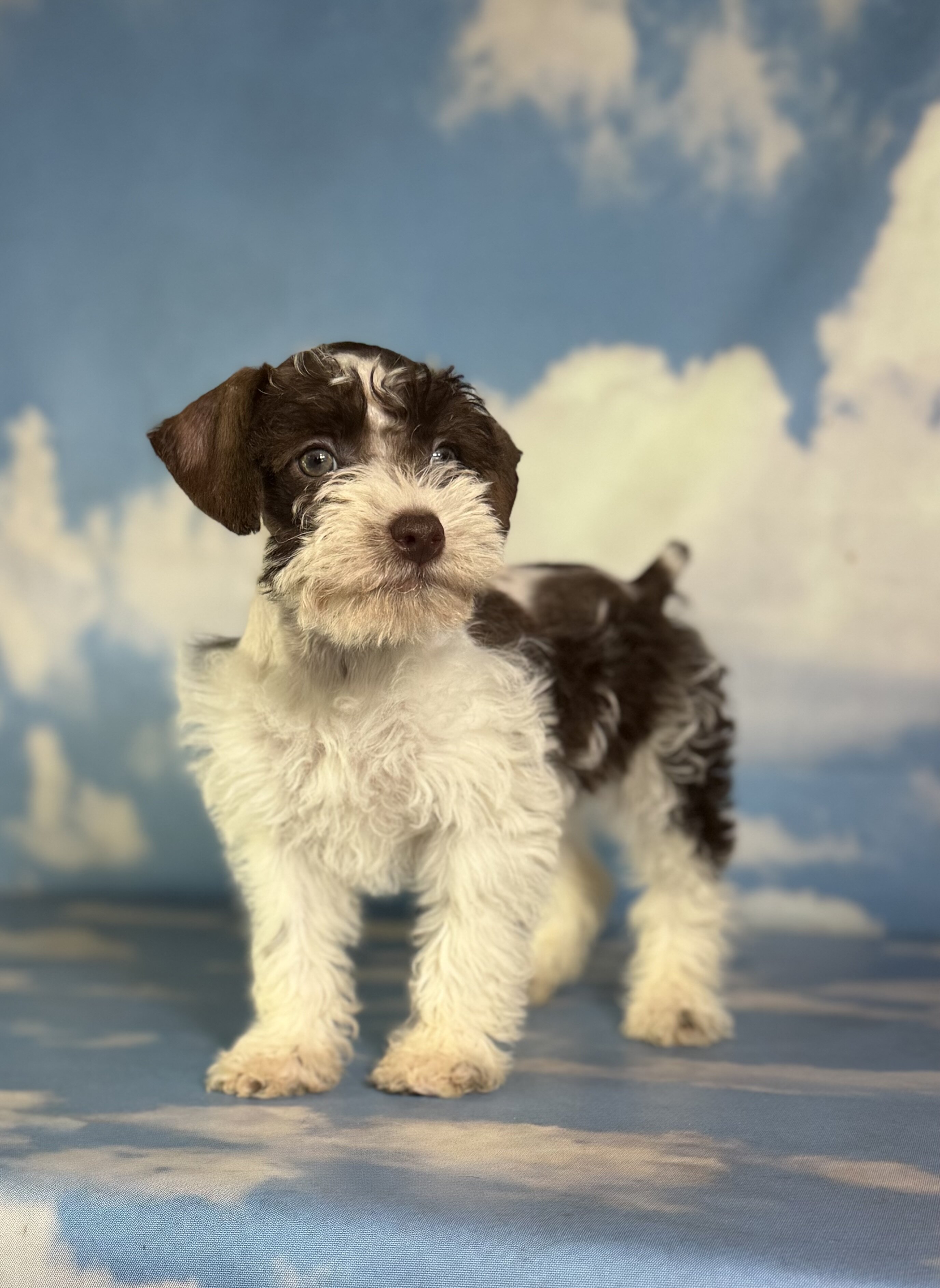 Penny Female Schnoodle image 2