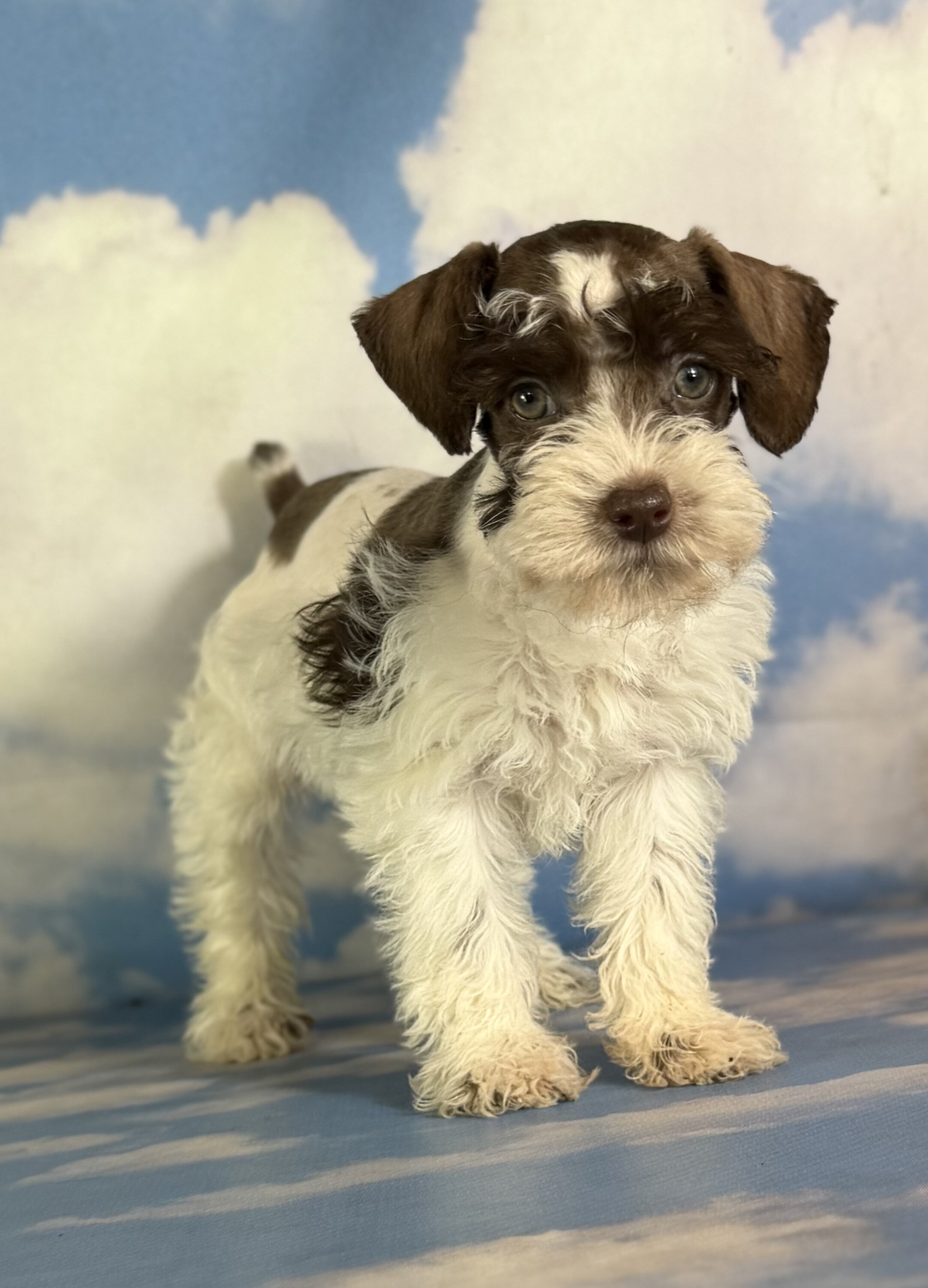 Penny Female Schnoodle image 3