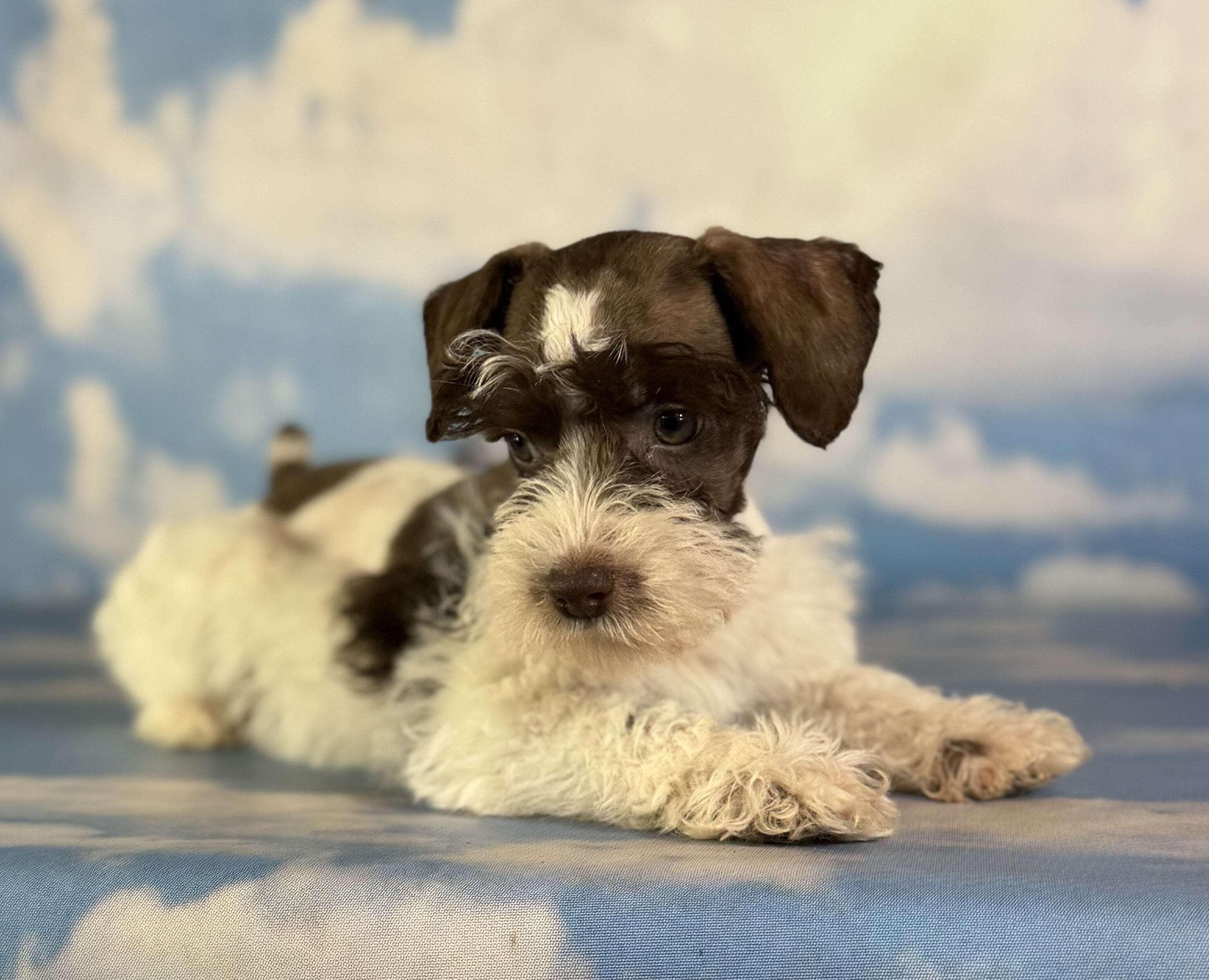 Penny Female Schnoodle image 4