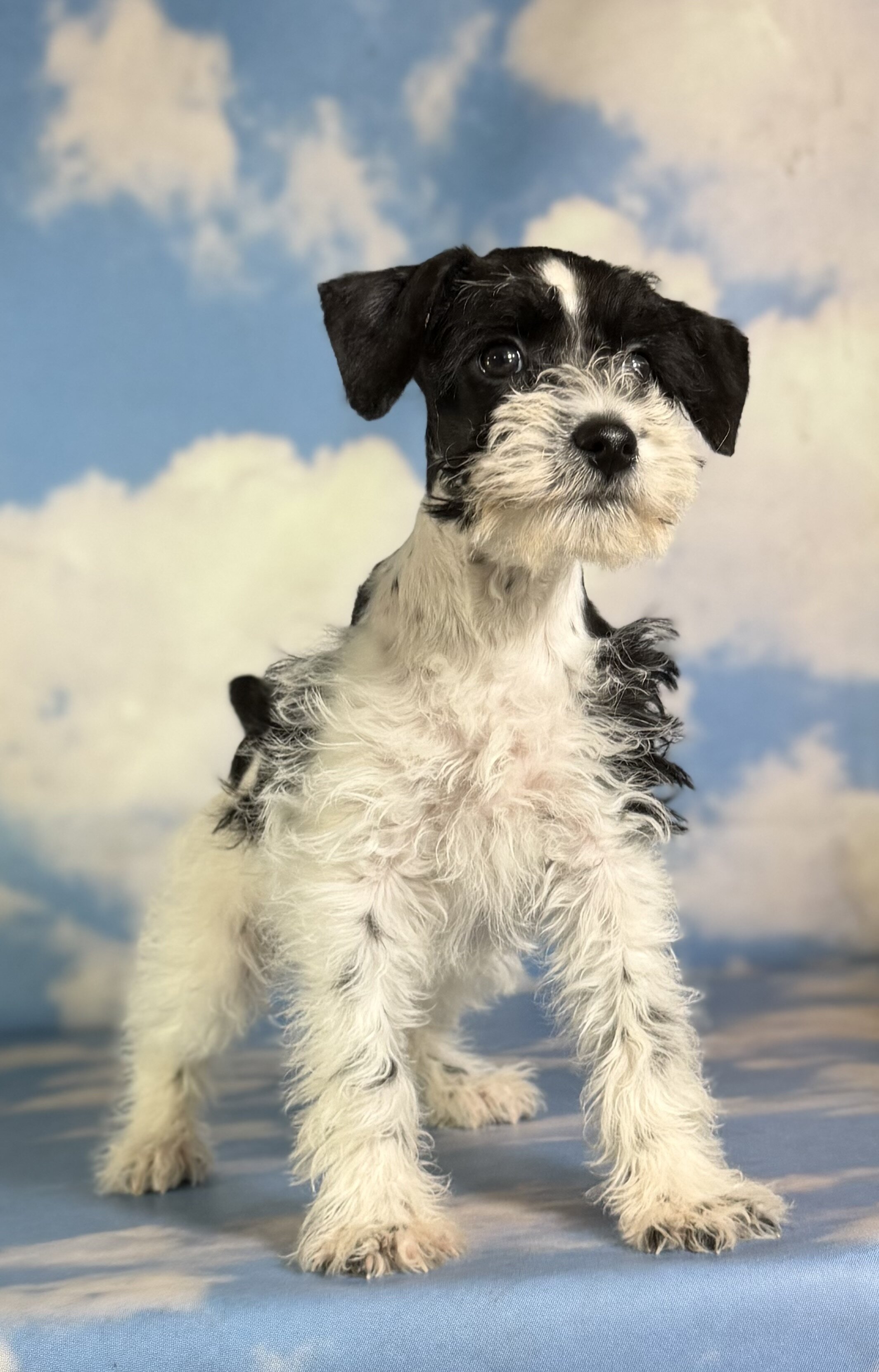 Phoenix Female Schnoodle image 7