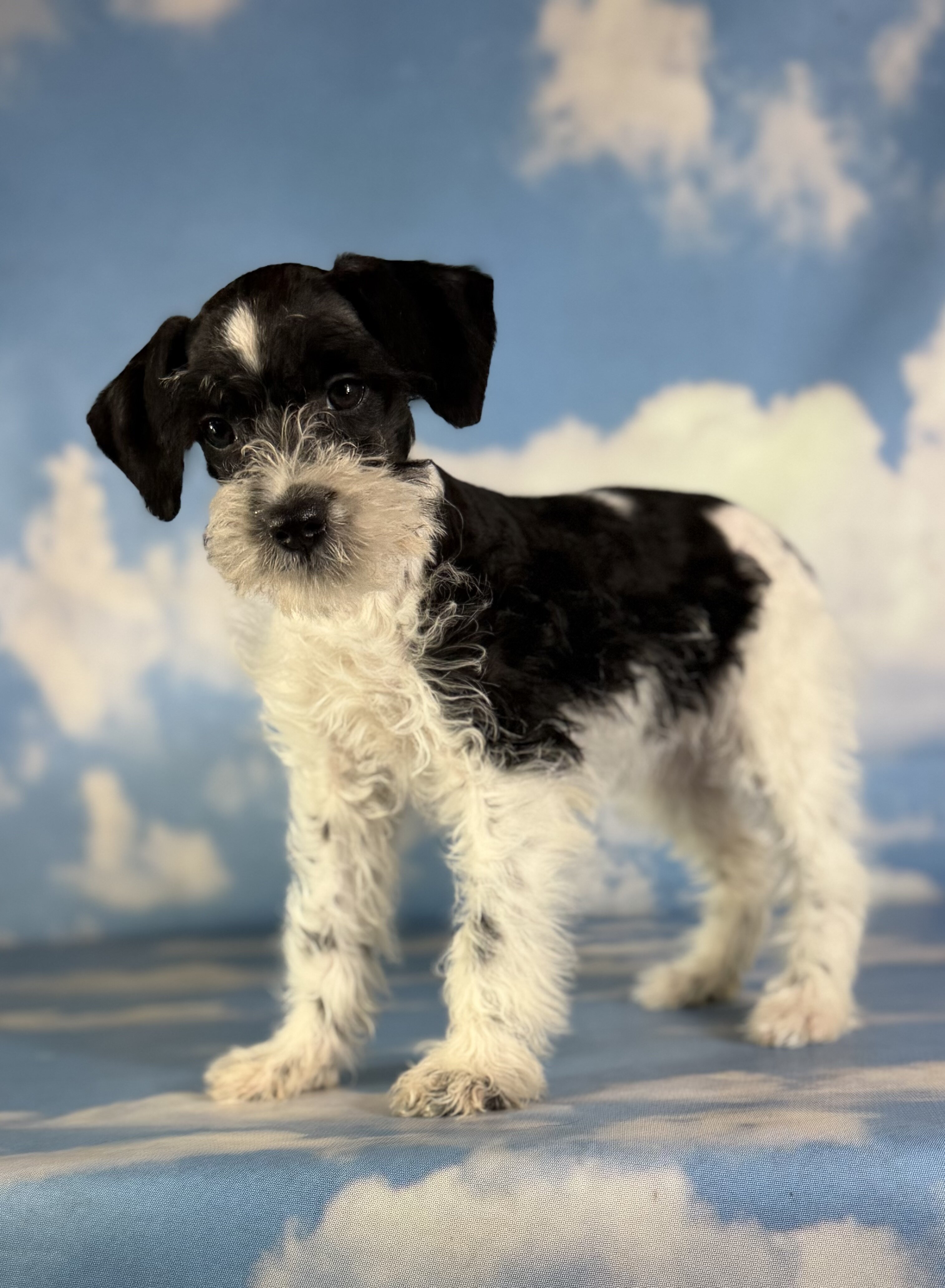 Phoenix Female Schnoodle image 5