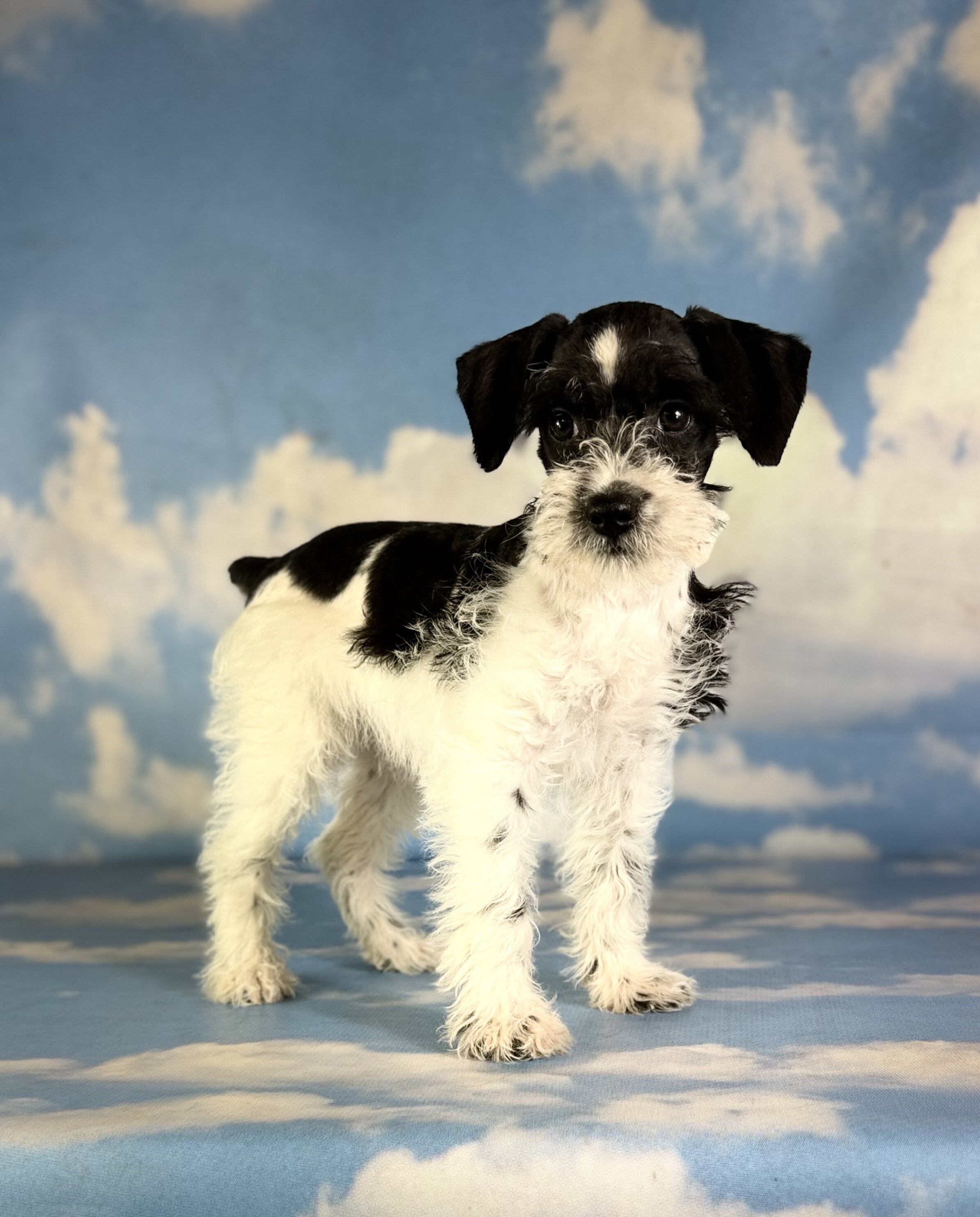 Phoenix Female Schnoodle image 6