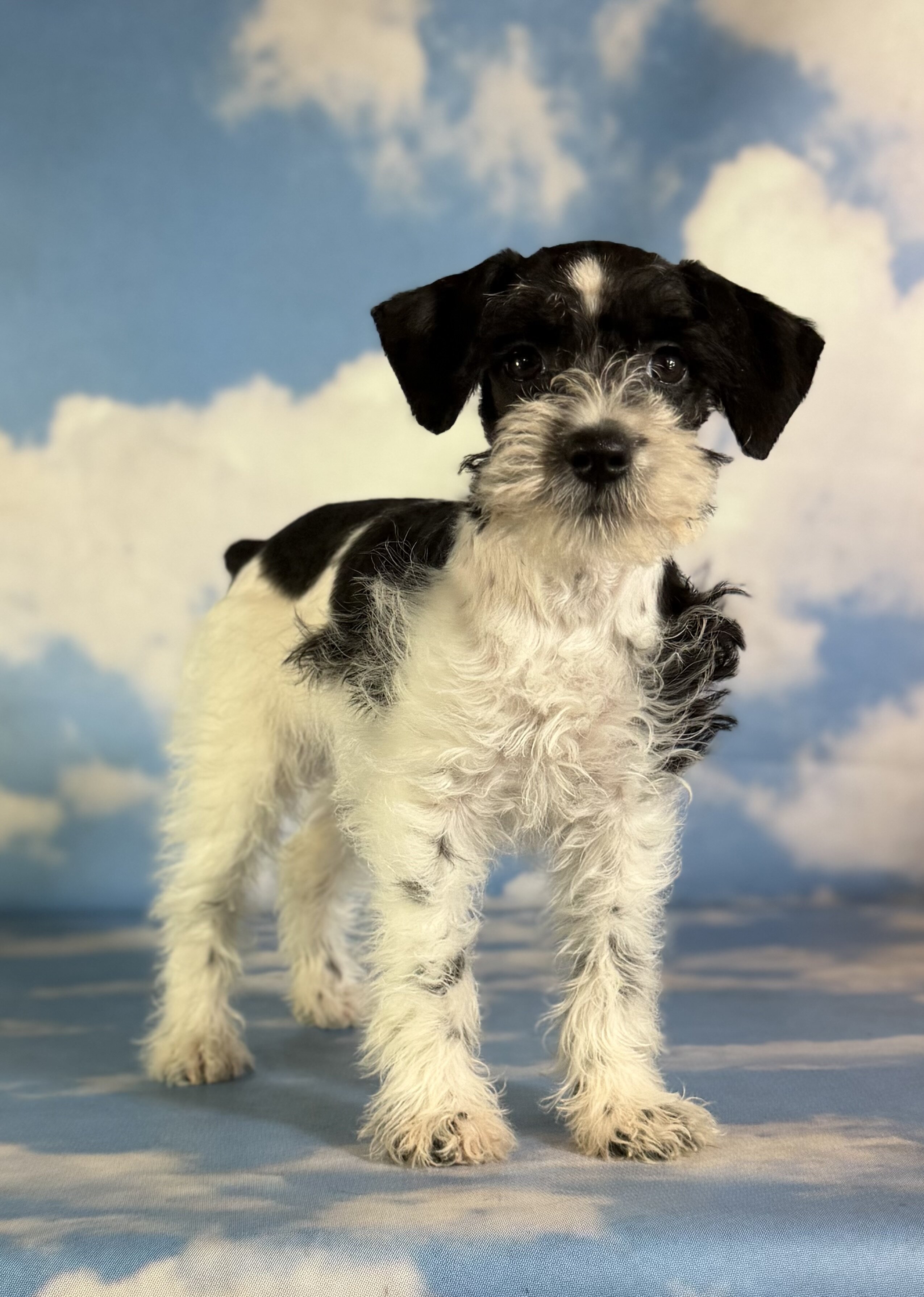 Phoenix Female Schnoodle image 2