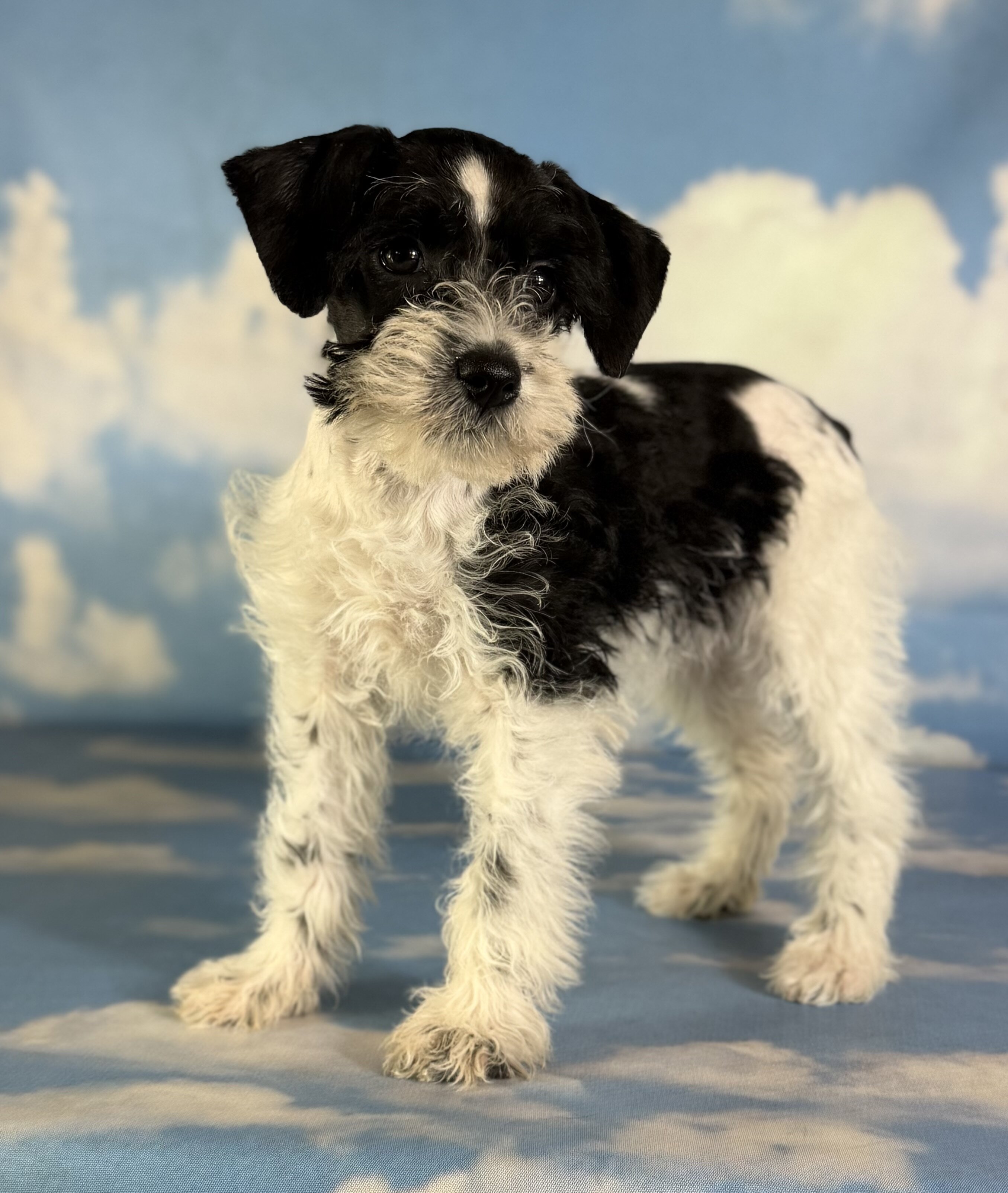 Phoenix Female Schnoodle image 3