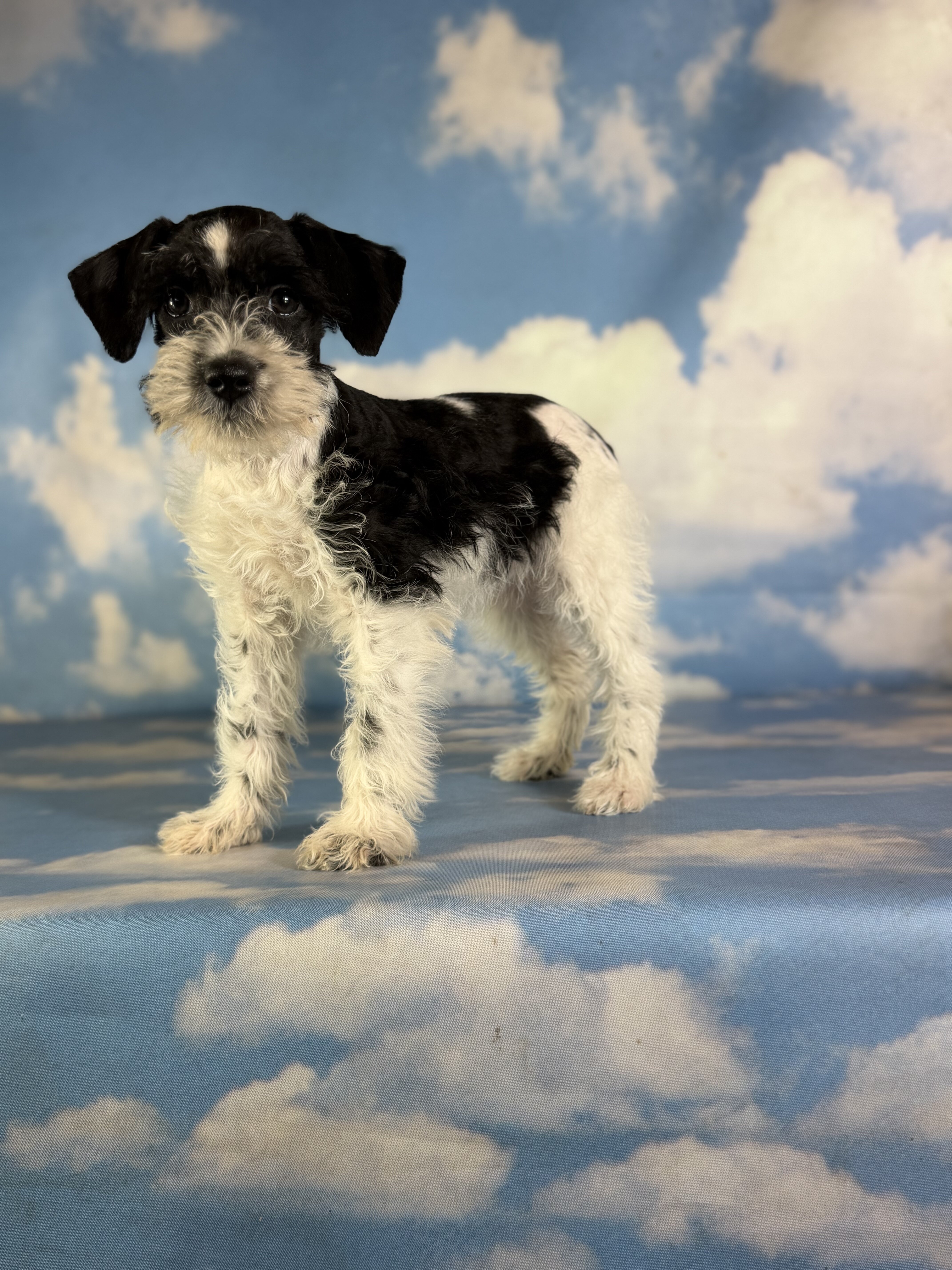 Phoenix Female Schnoodle image 4