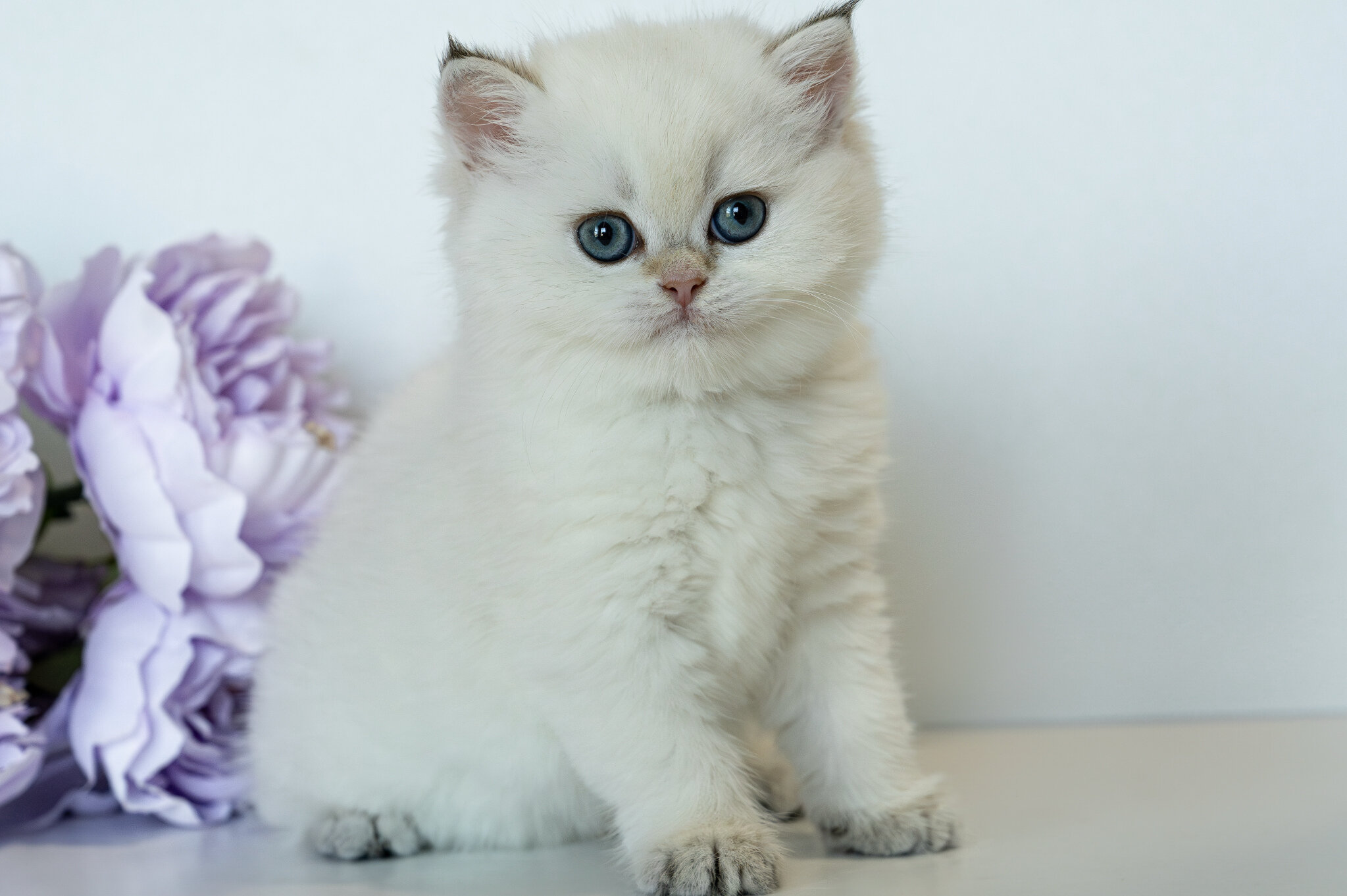 British Shorthair Girl - Taya image 1