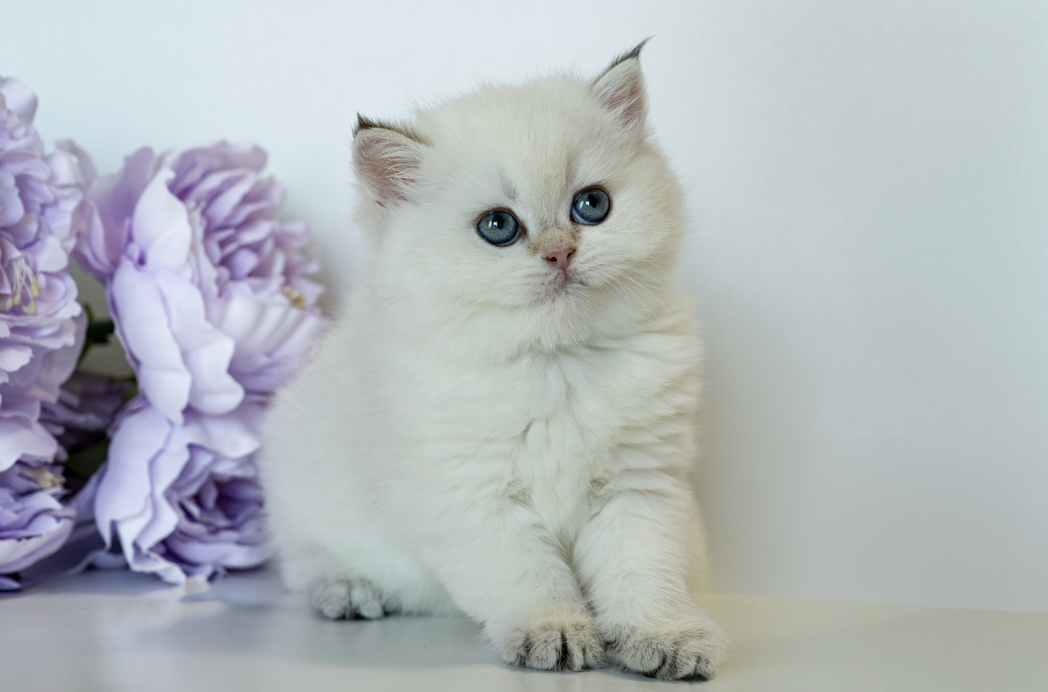 British Shorthair Girl - Taya image 2