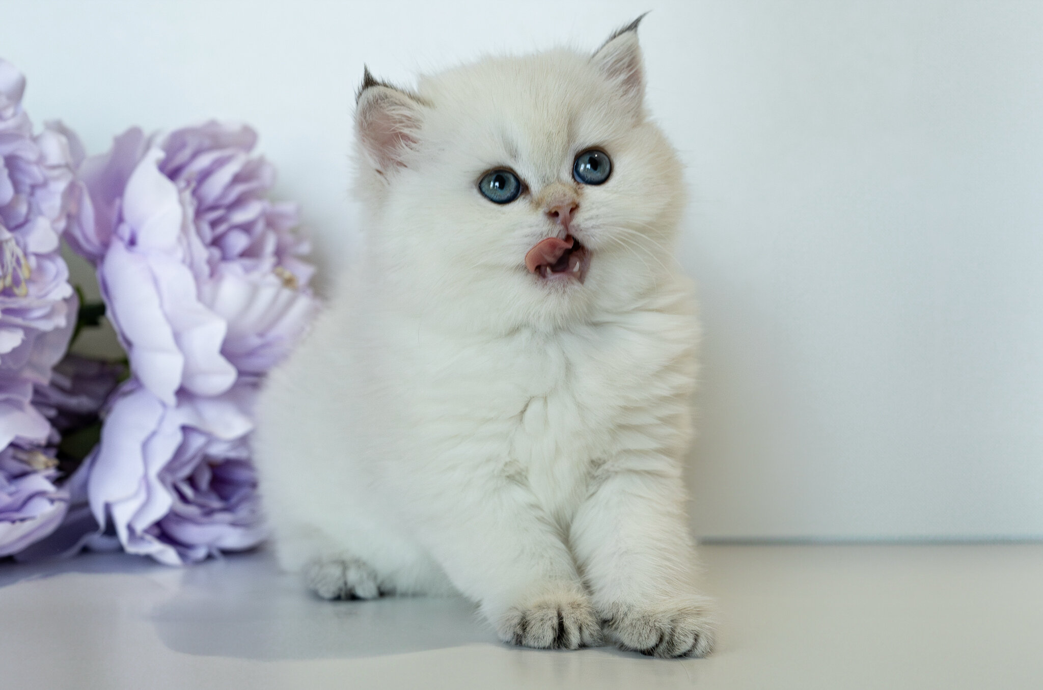 British Shorthair Girl - Taya image 3