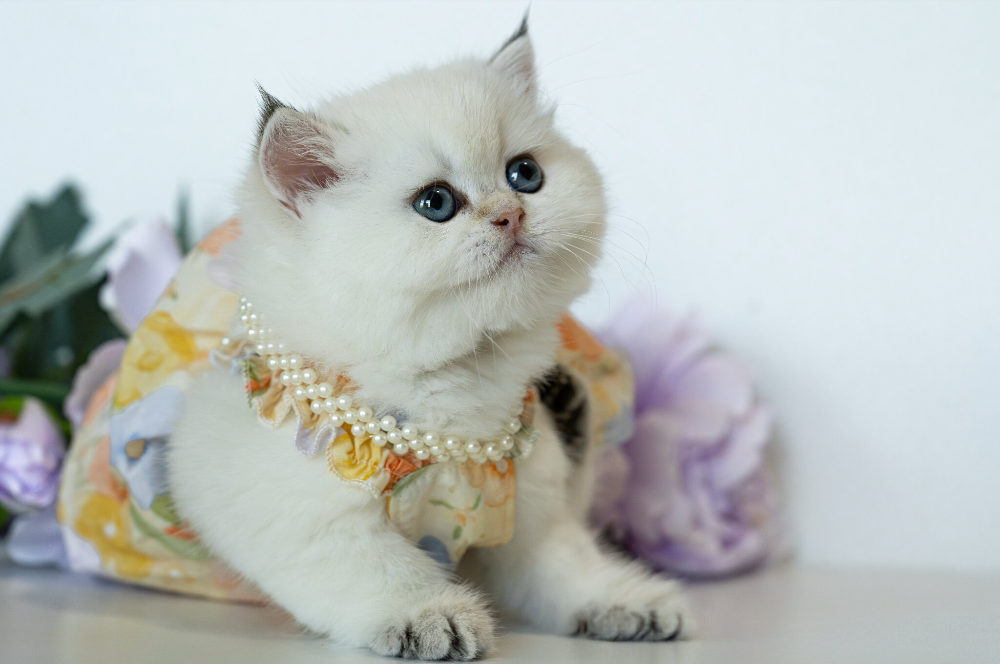 British Shorthair Girl - Taya image 4
