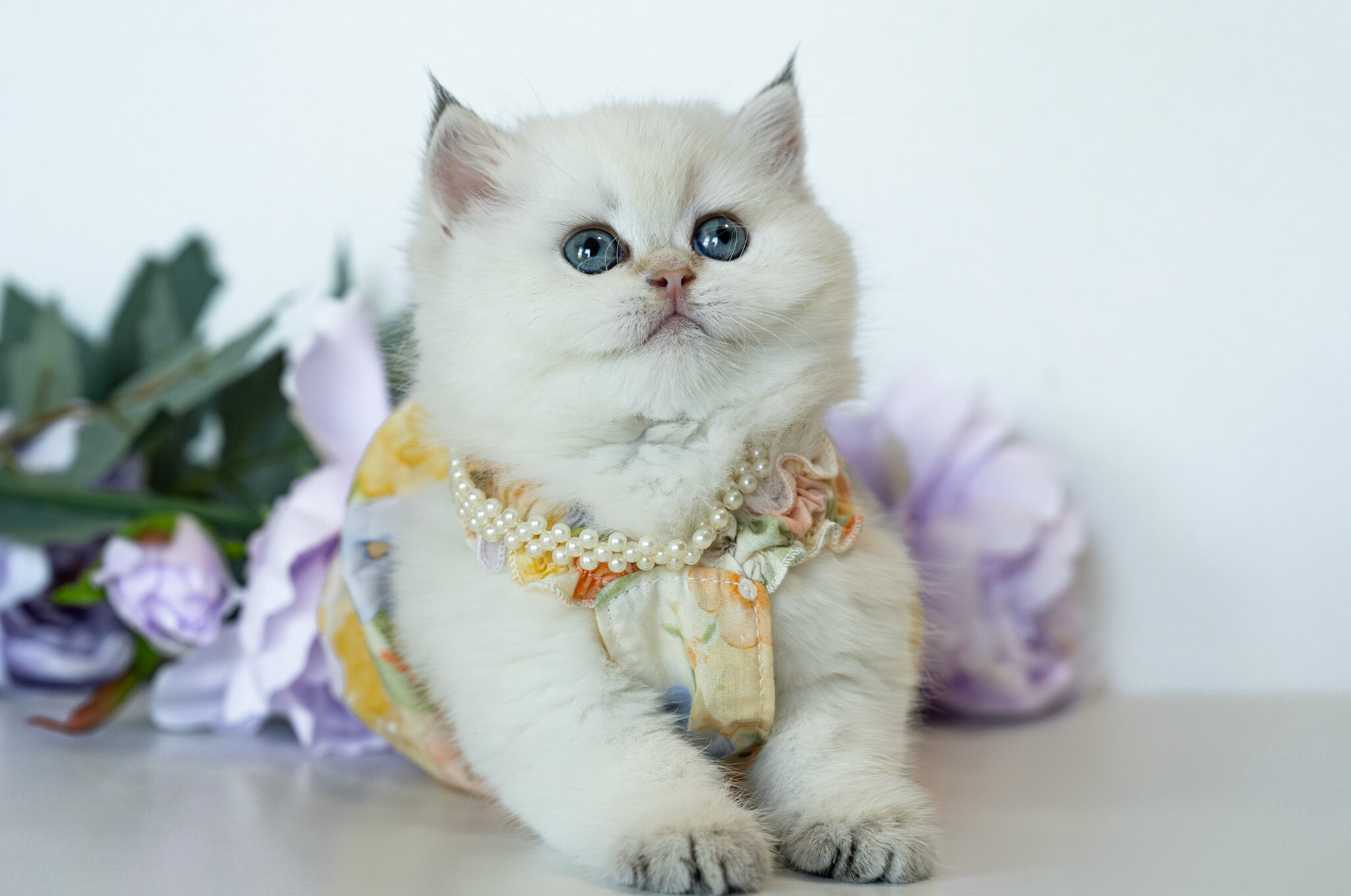 British Shorthair Girl - Taya image 5