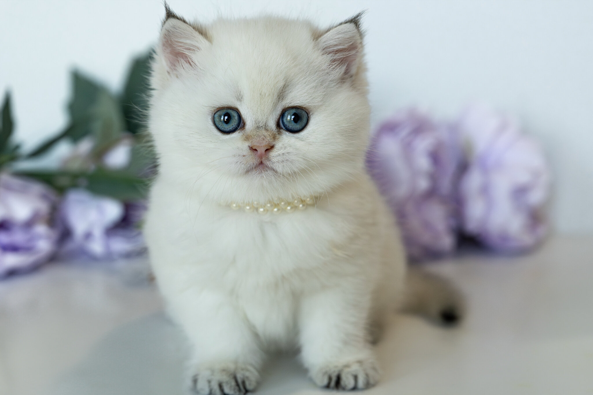 British Shorthair Girl - Taya image 6