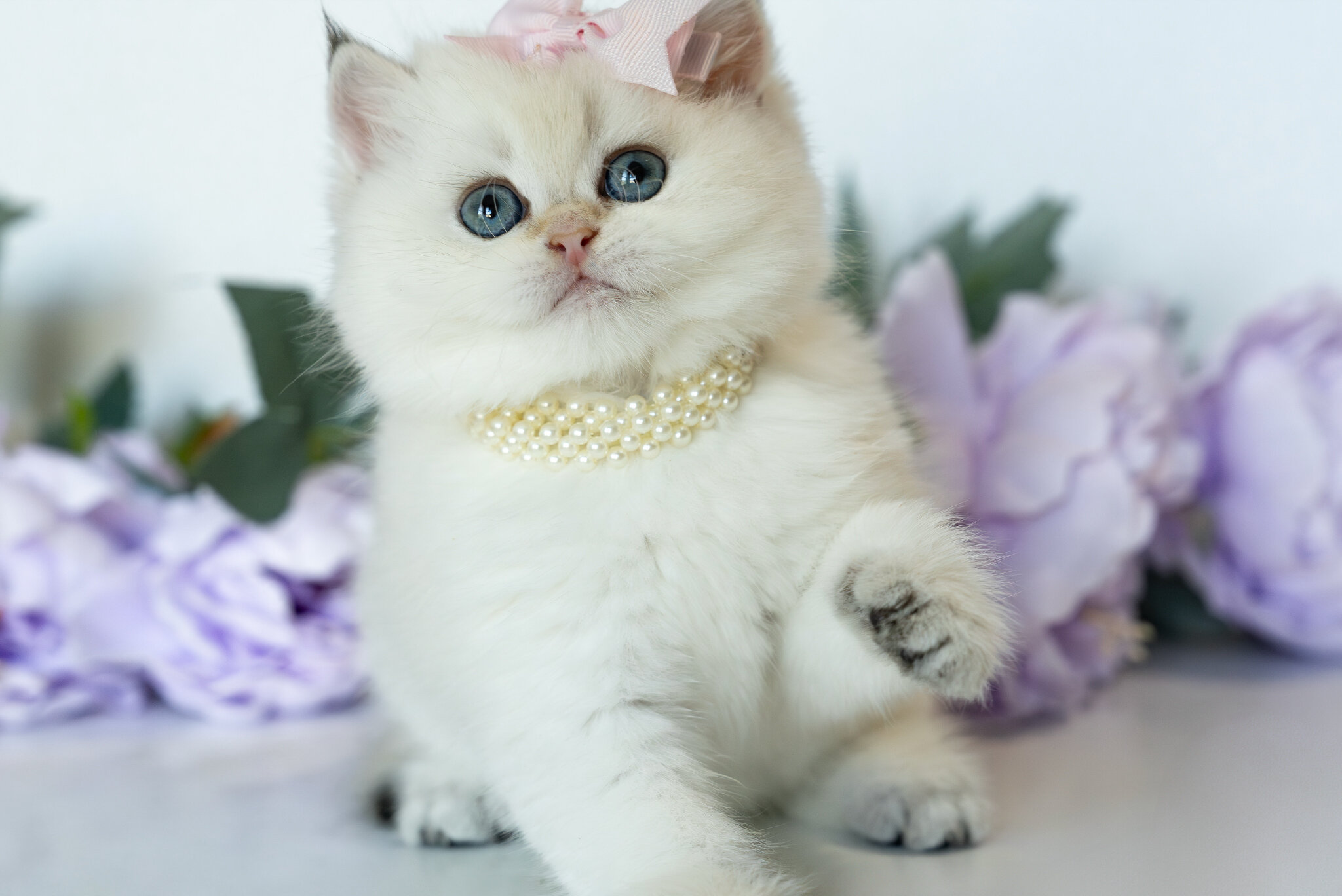 British Shorthair Girl - Taya image 7