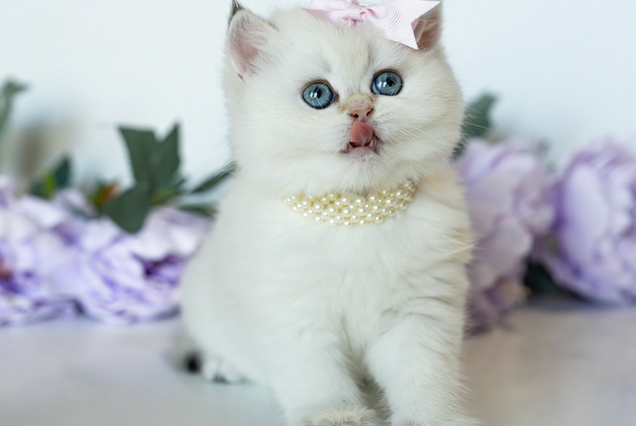 British Shorthair Girl - Taya image 8