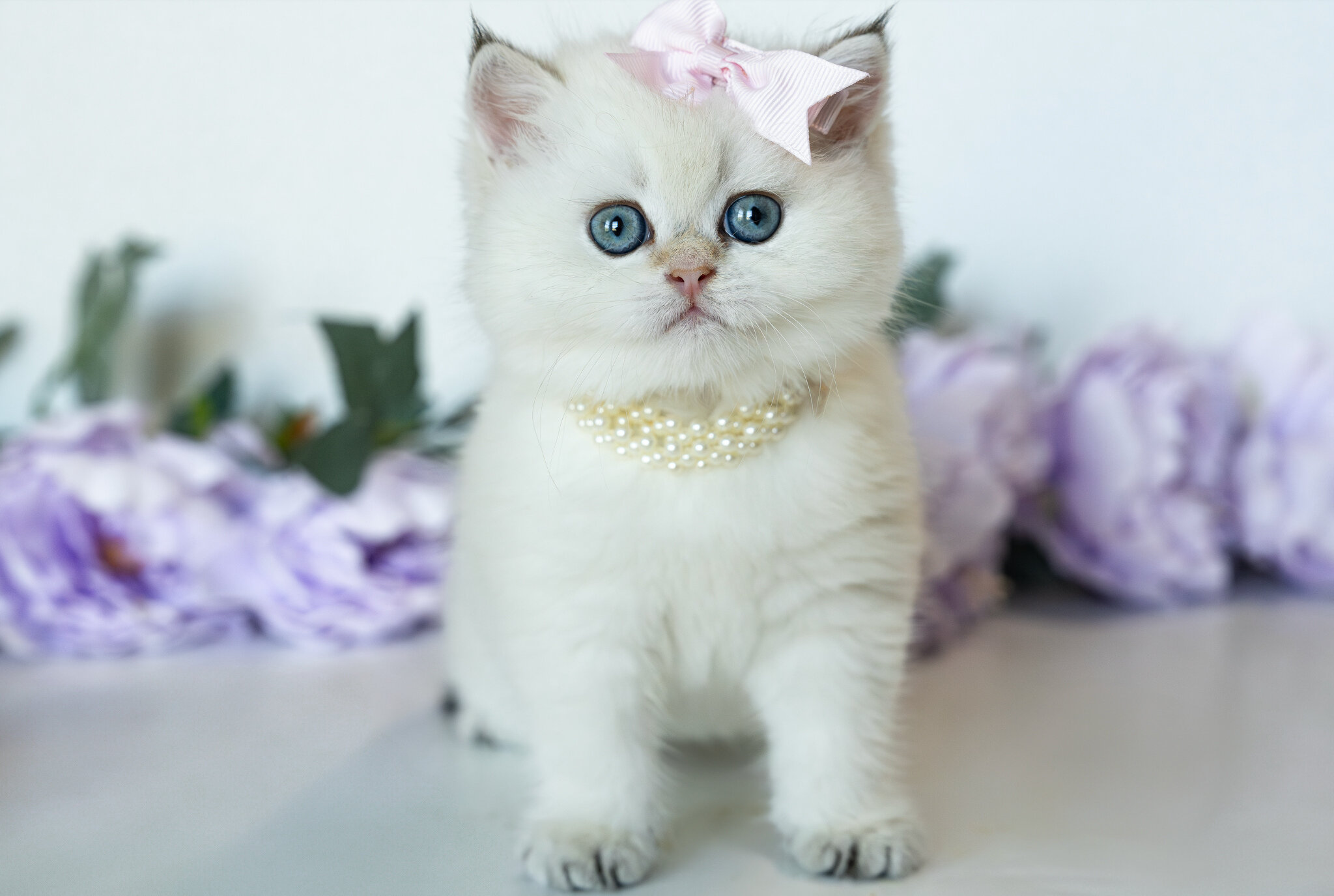 British Shorthair Girl - Taya image 9