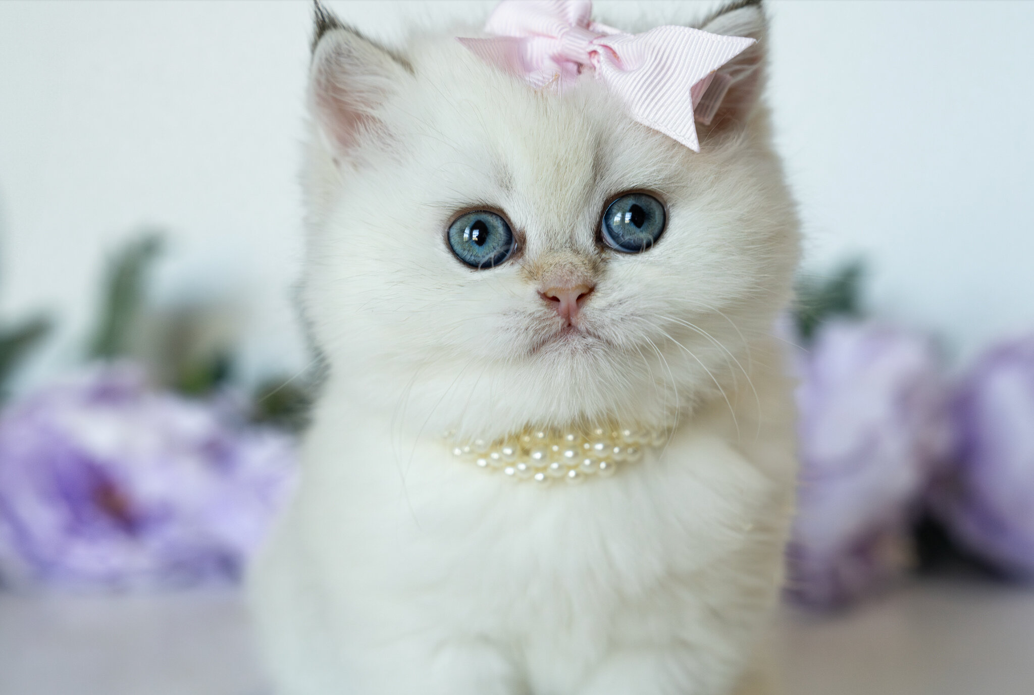British Shorthair Girl - Taya image 10