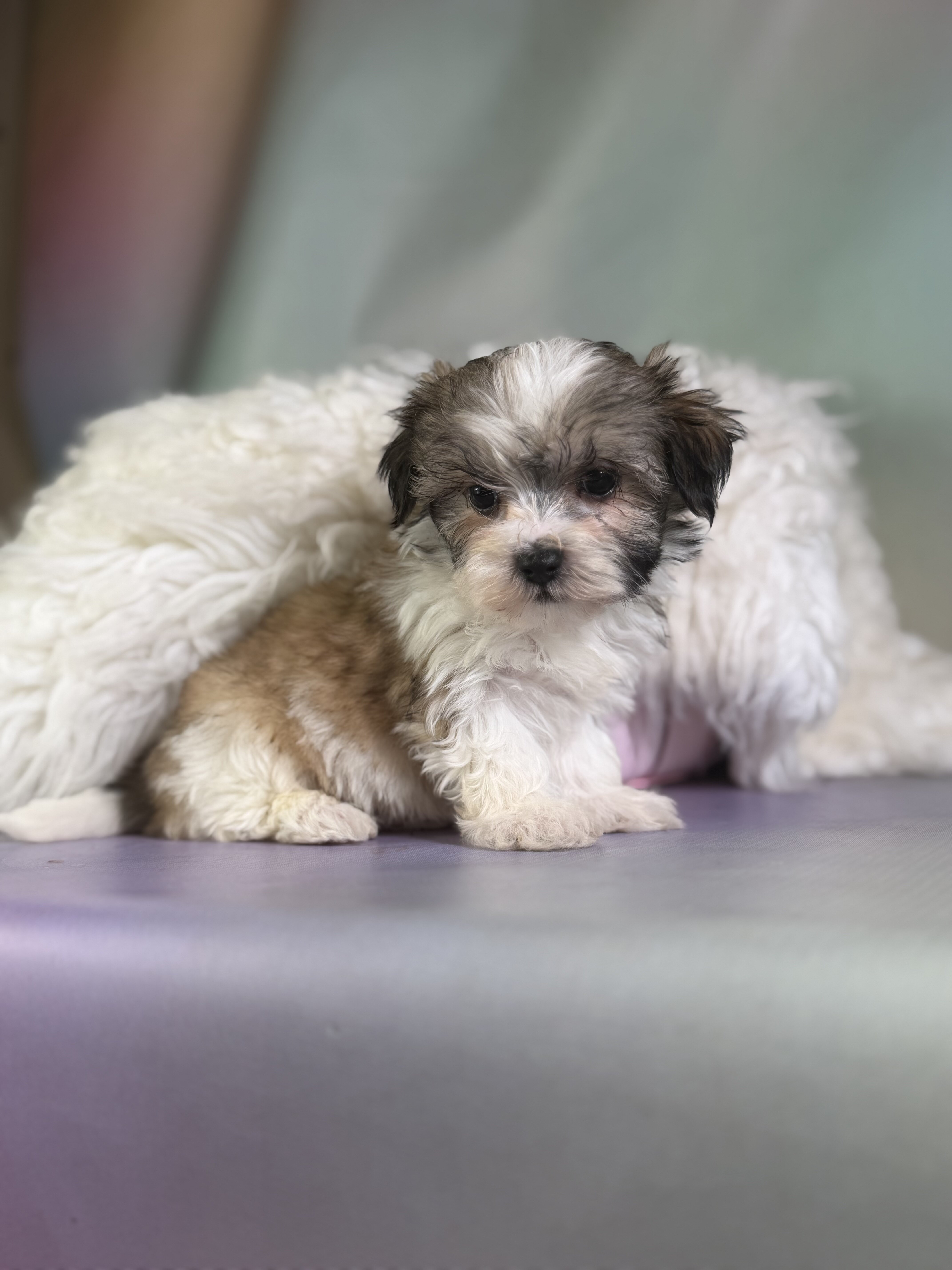 Tucker Male Morkie image 4