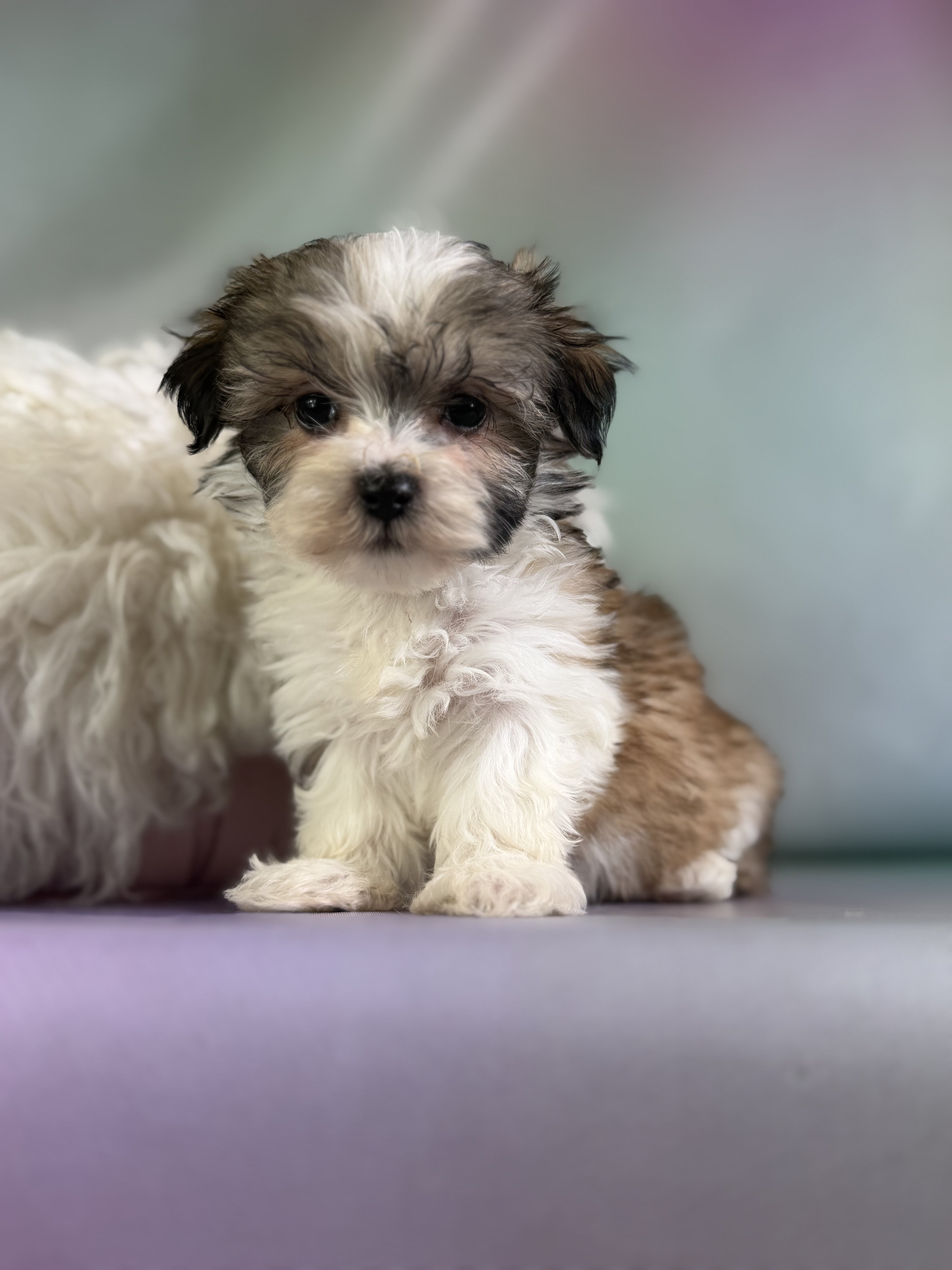 Tucker Male Morkie image 2