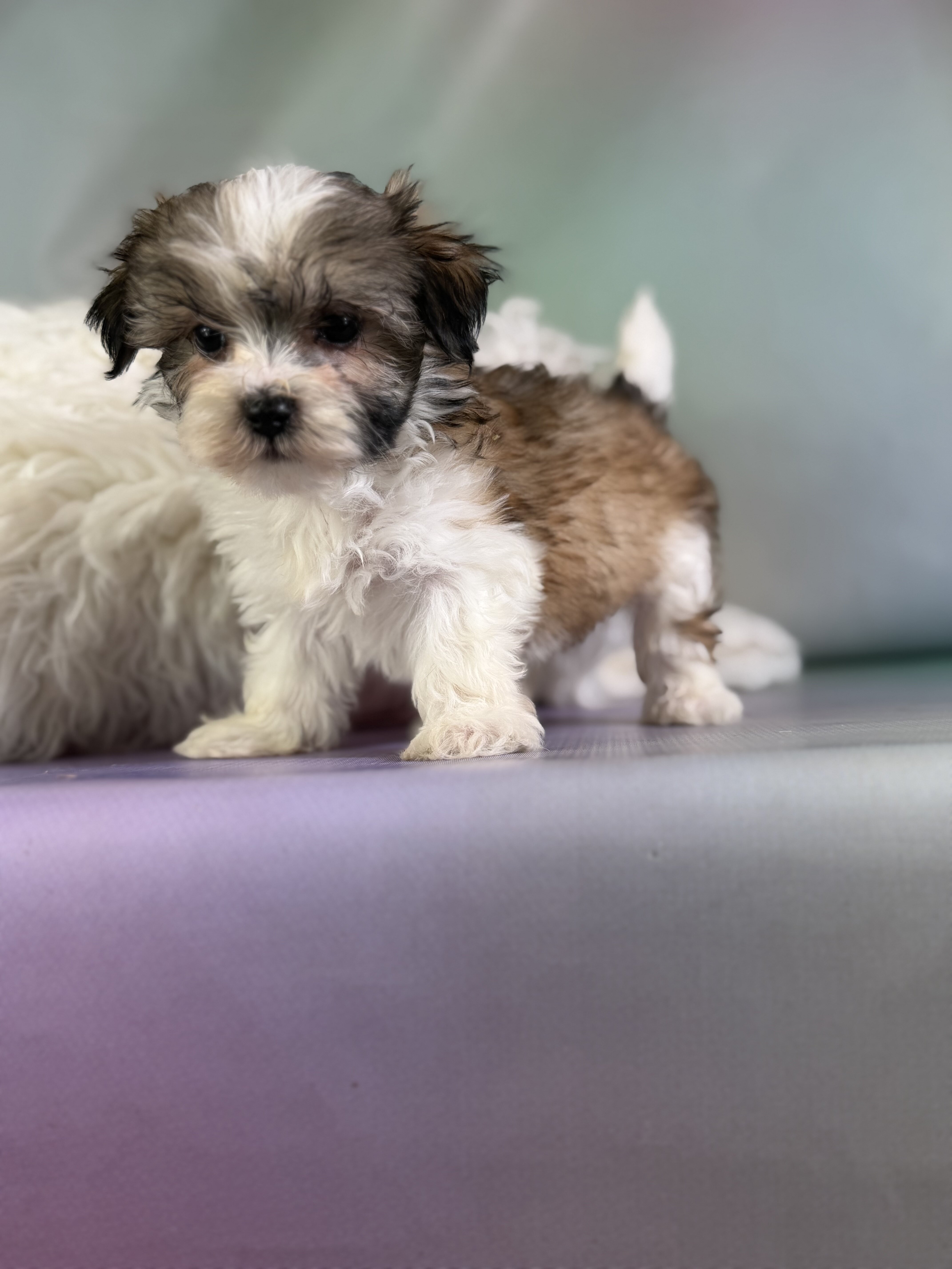 Tucker Male Morkie image 3