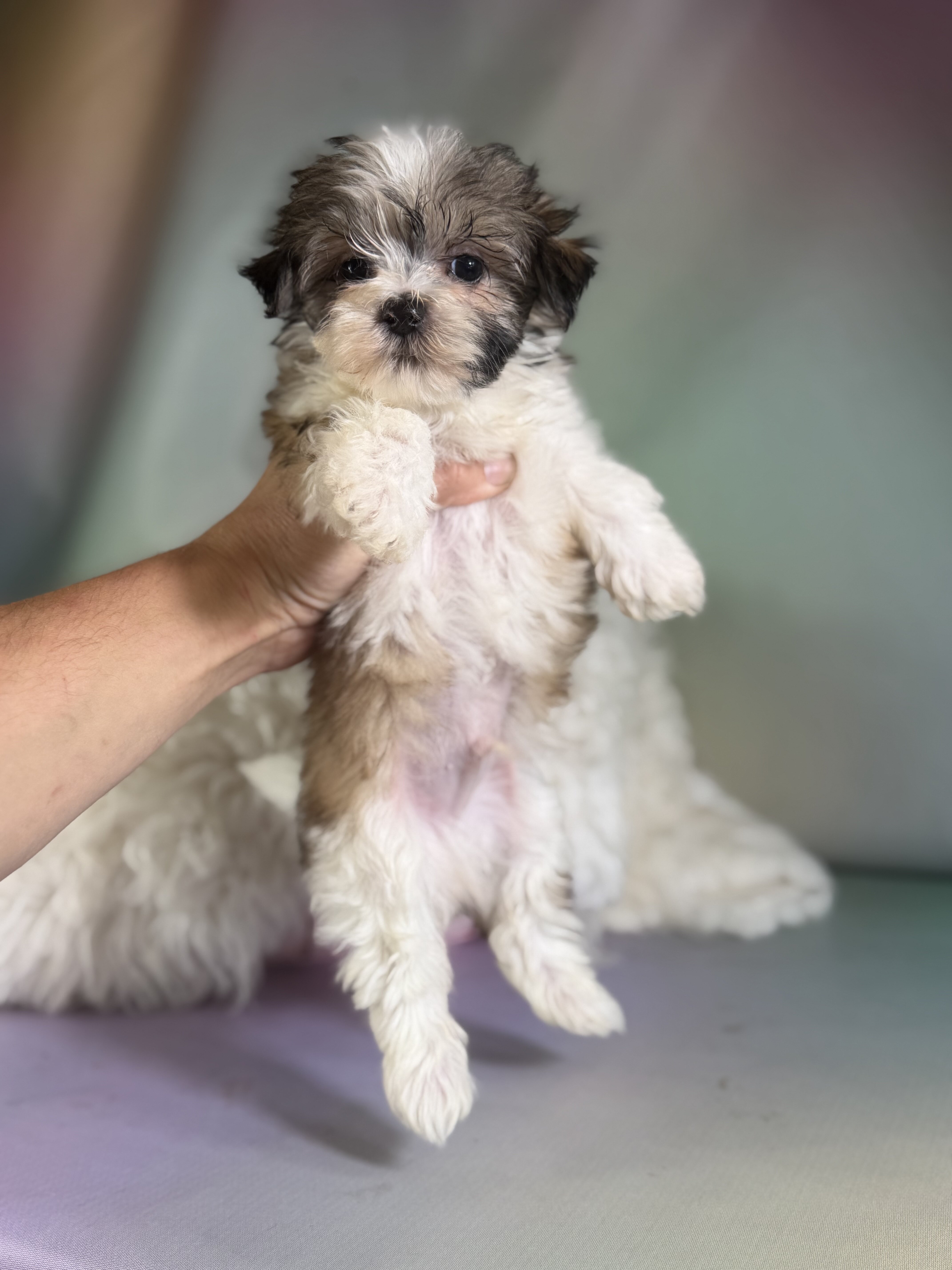 Tucker Male Morkie image 6