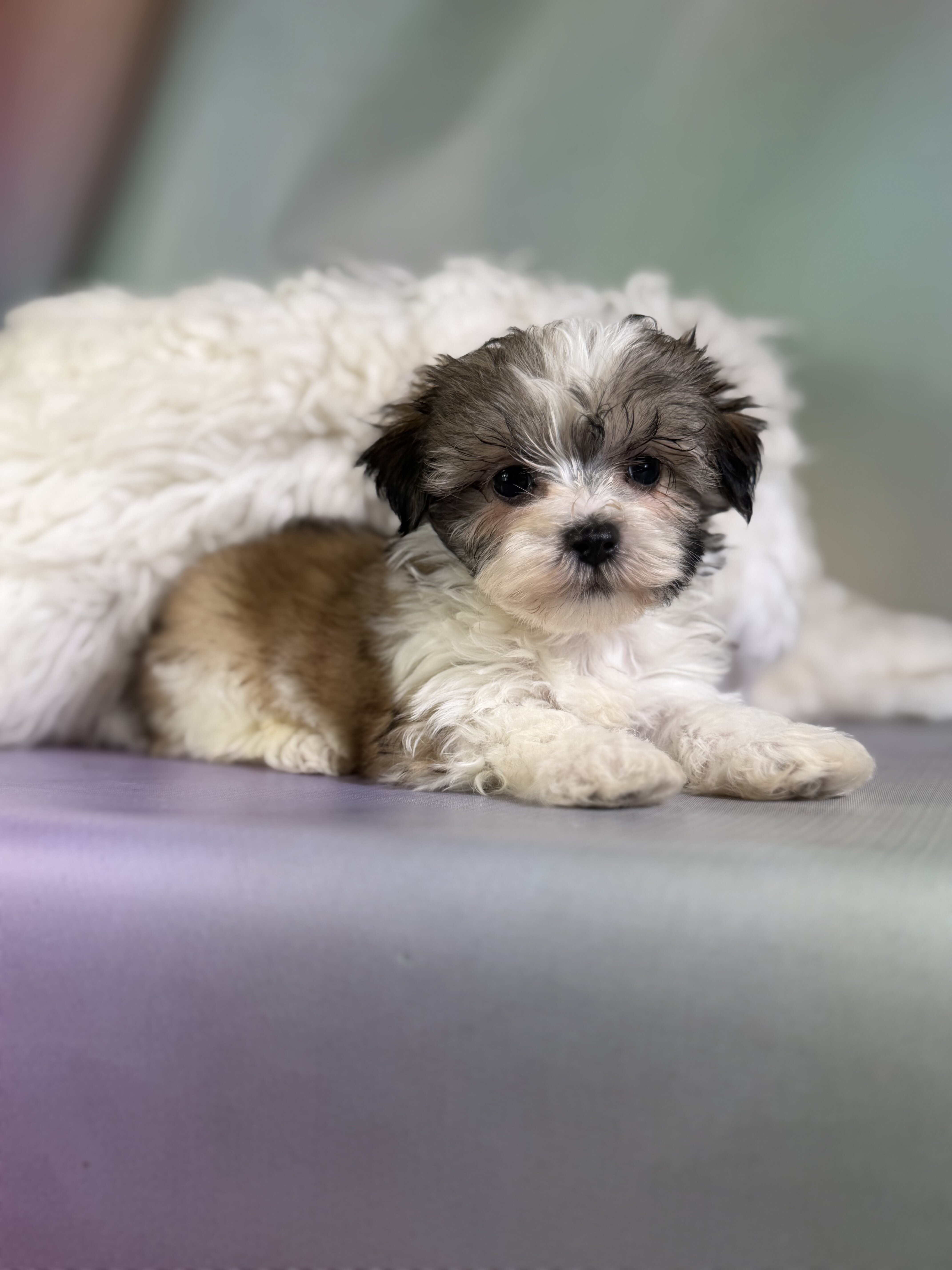 Tucker Male Morkie image 5