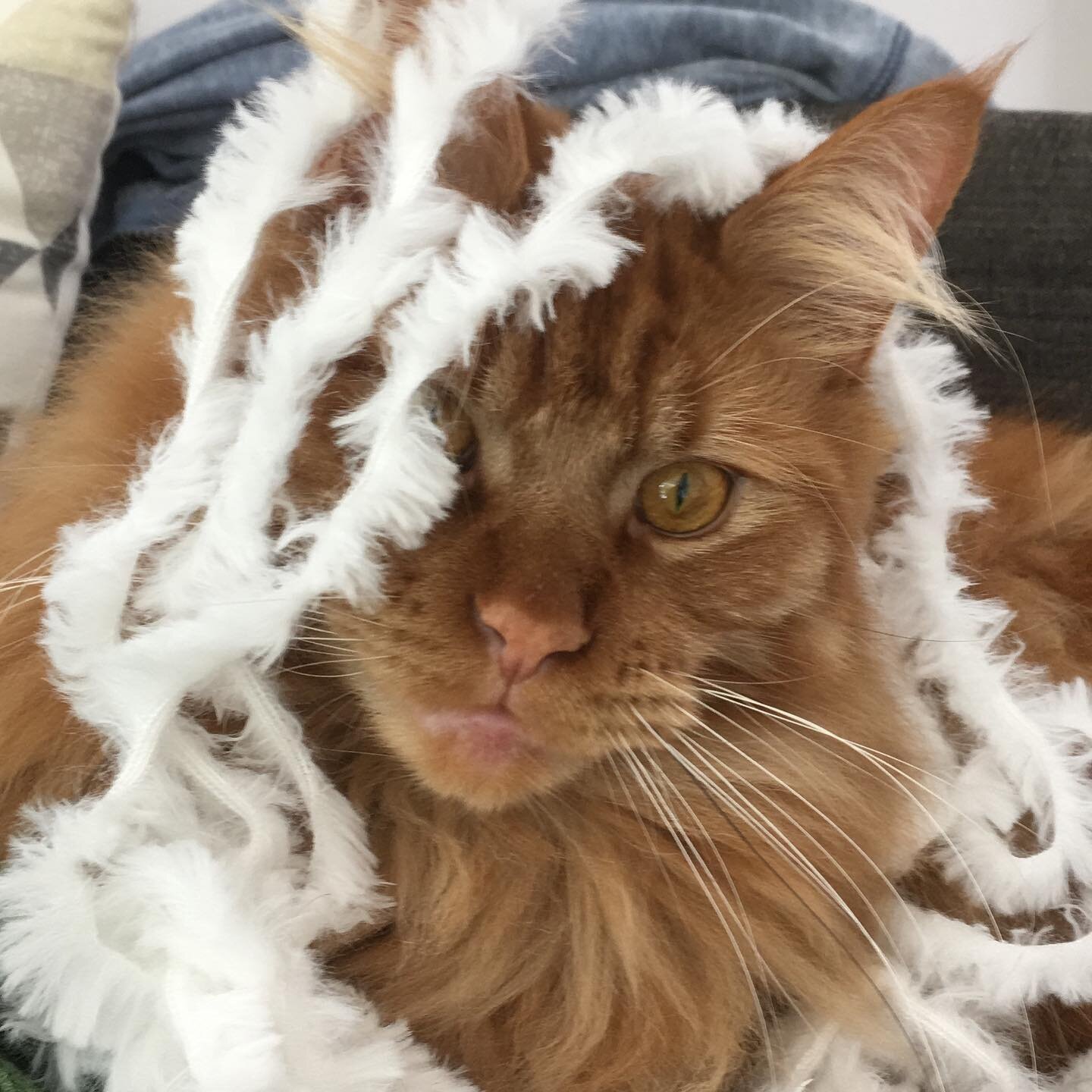Males and Females Maine Coon Kittens For Sale image 3