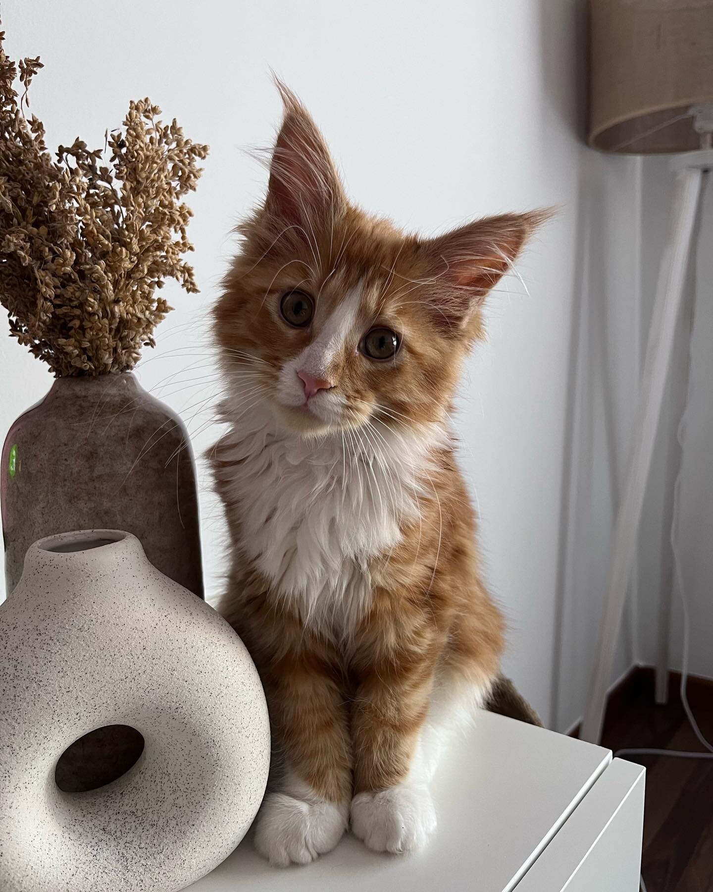 Males and Females Maine Coon Kittens For Sale image 2