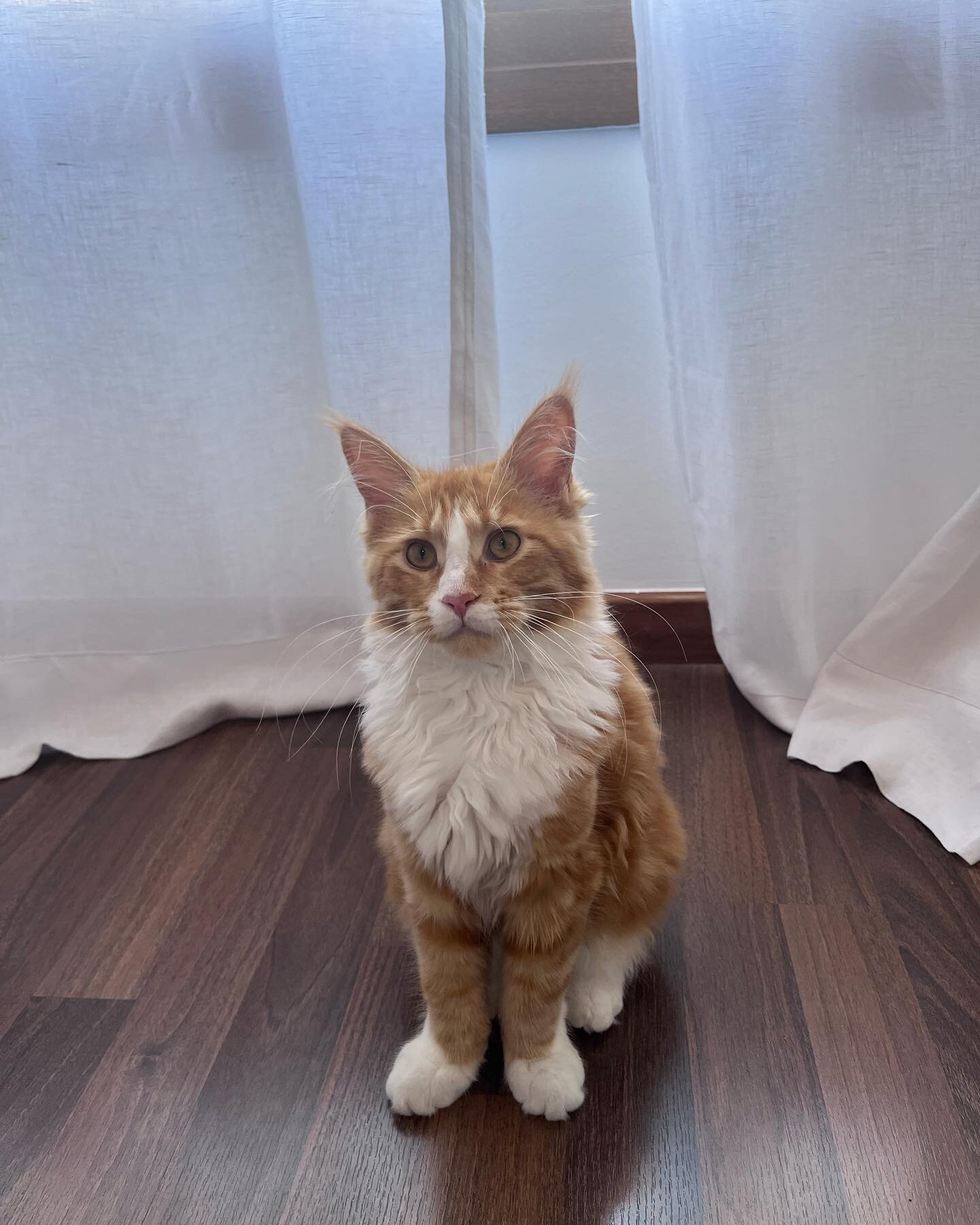 Males and Females Maine Coon Kittens For Sale image 1