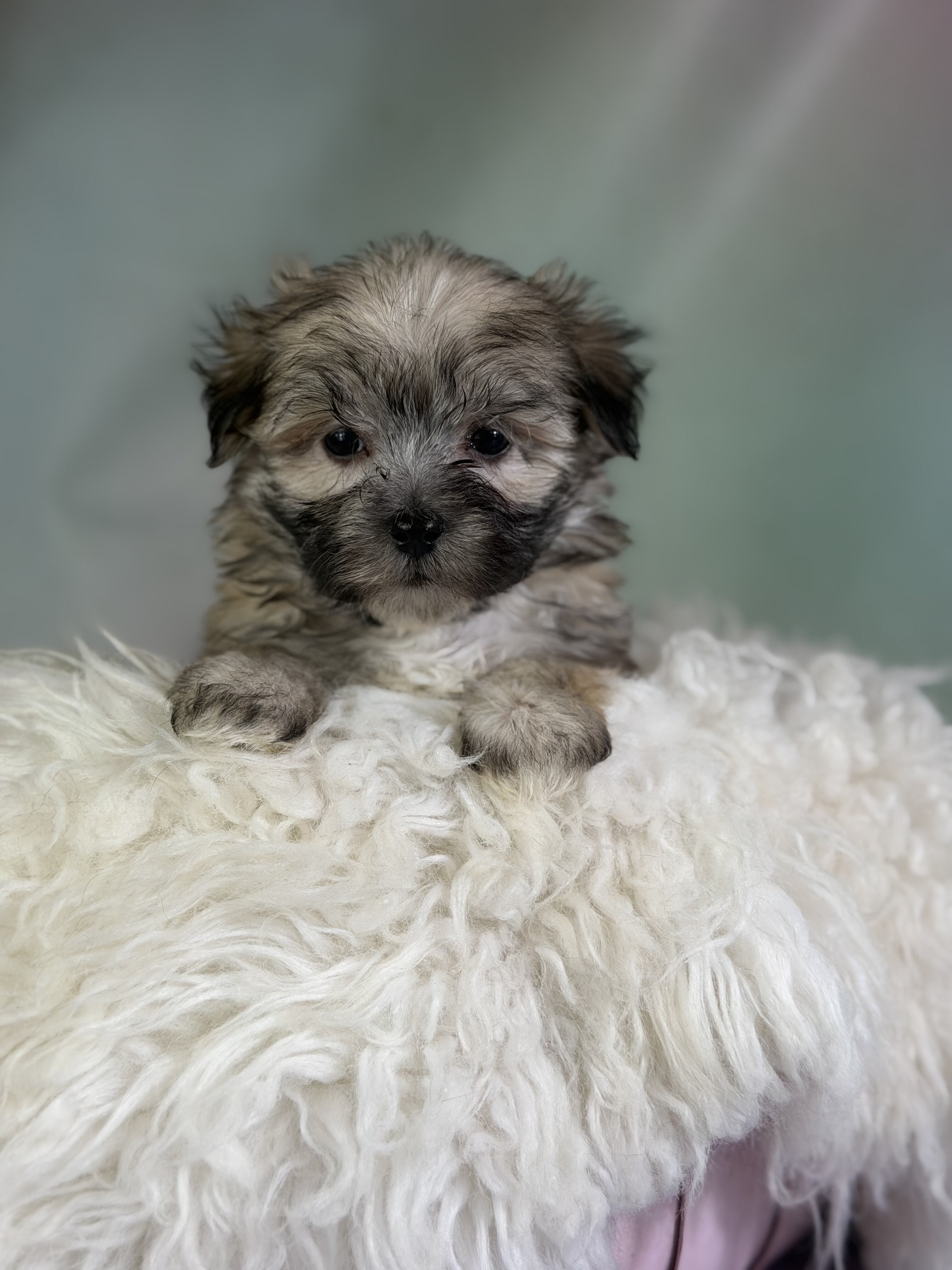 Teddy Male Morkie image 6