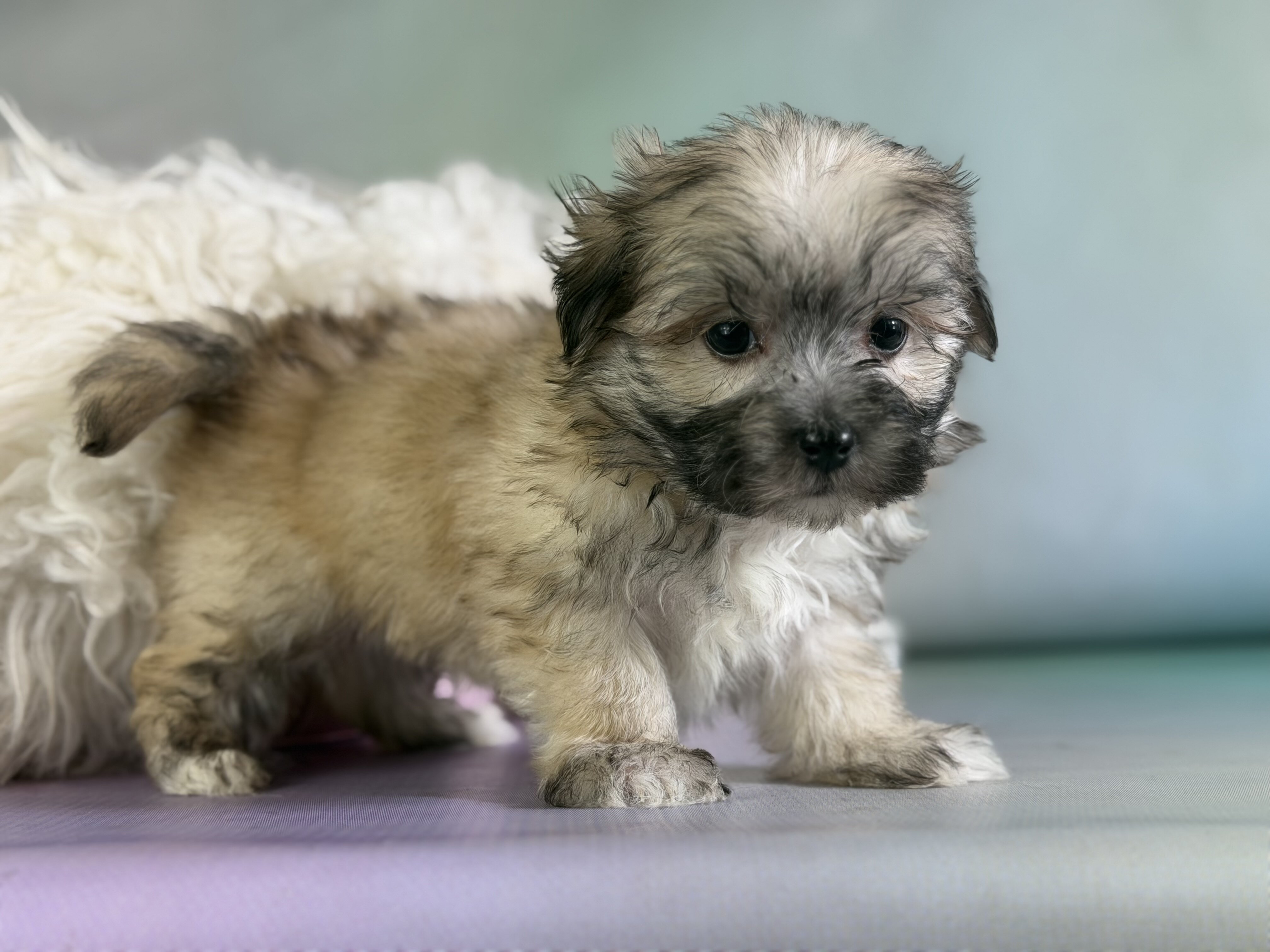 Teddy Male Morkie image 5