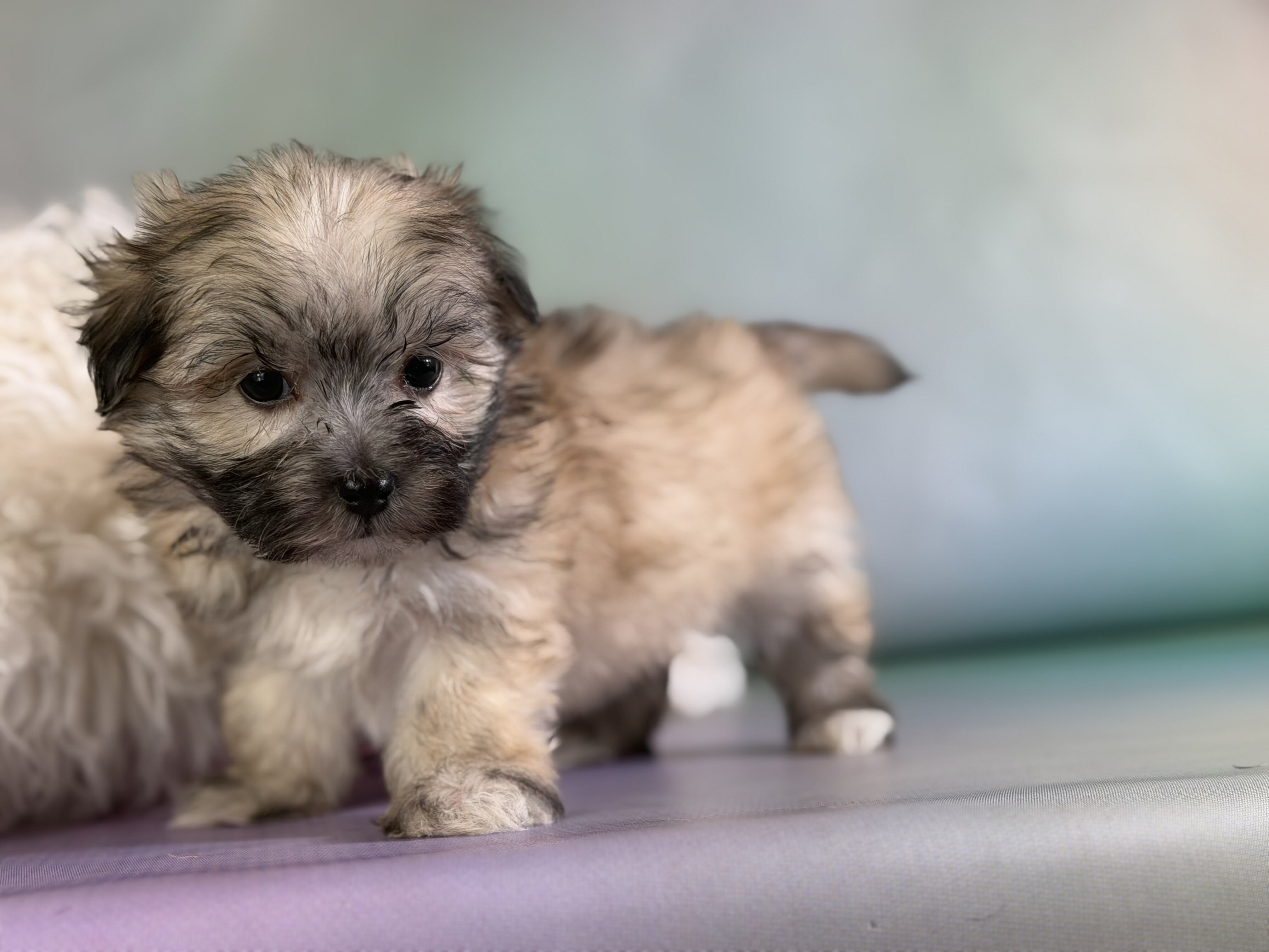 Teddy Male Morkie image 4