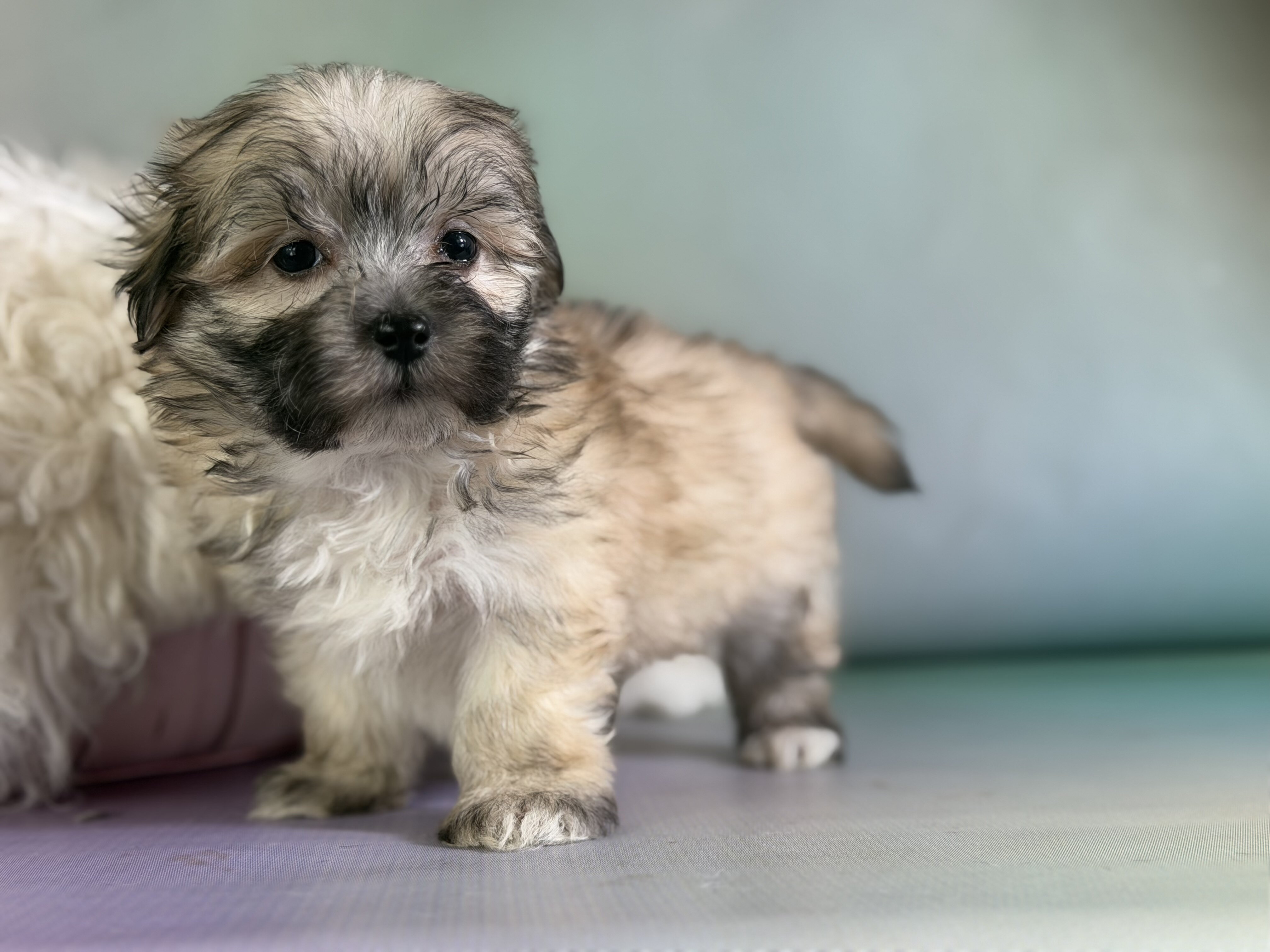 Teddy Male Morkie image 2