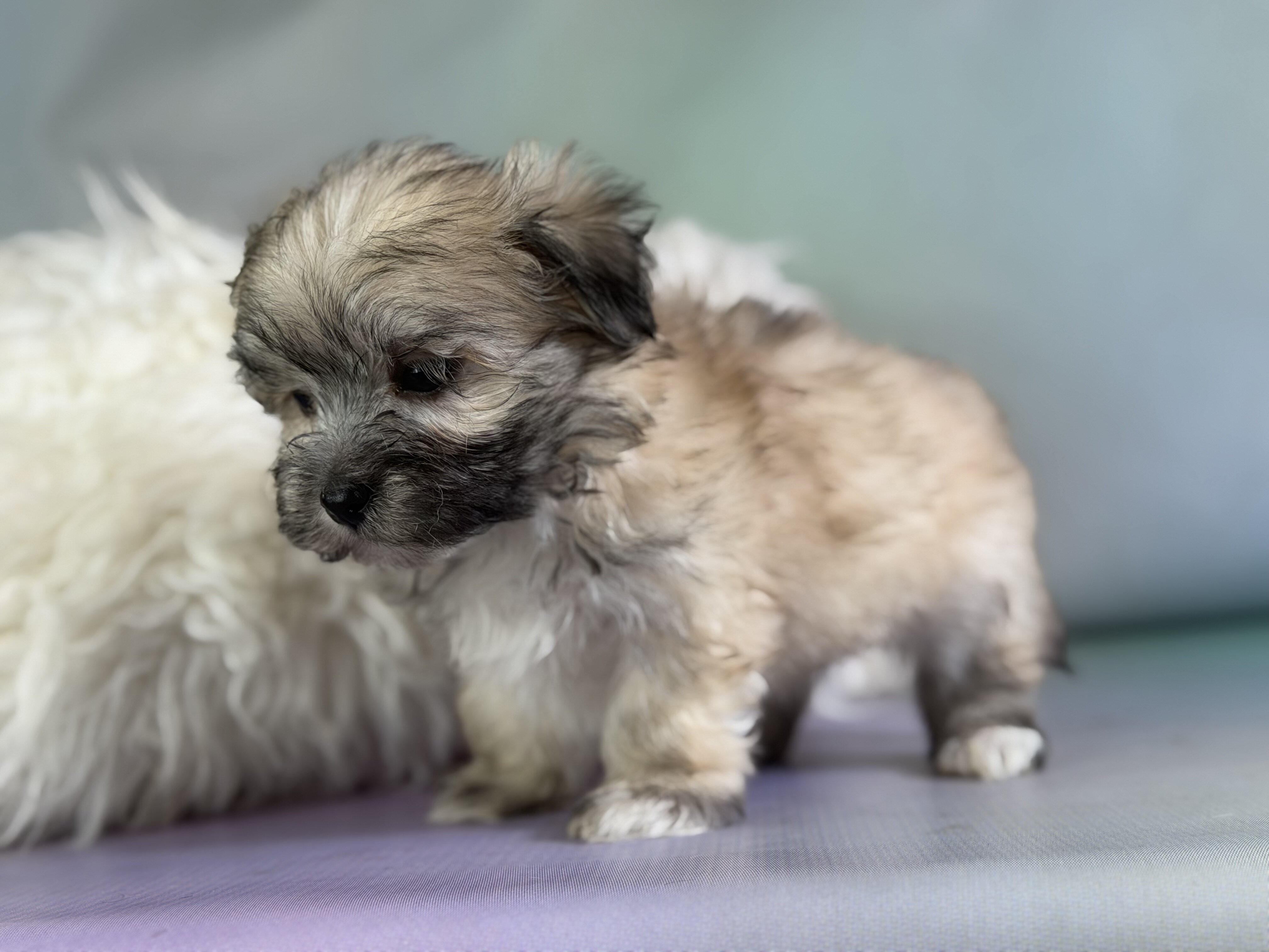 Teddy Male Morkie image 3