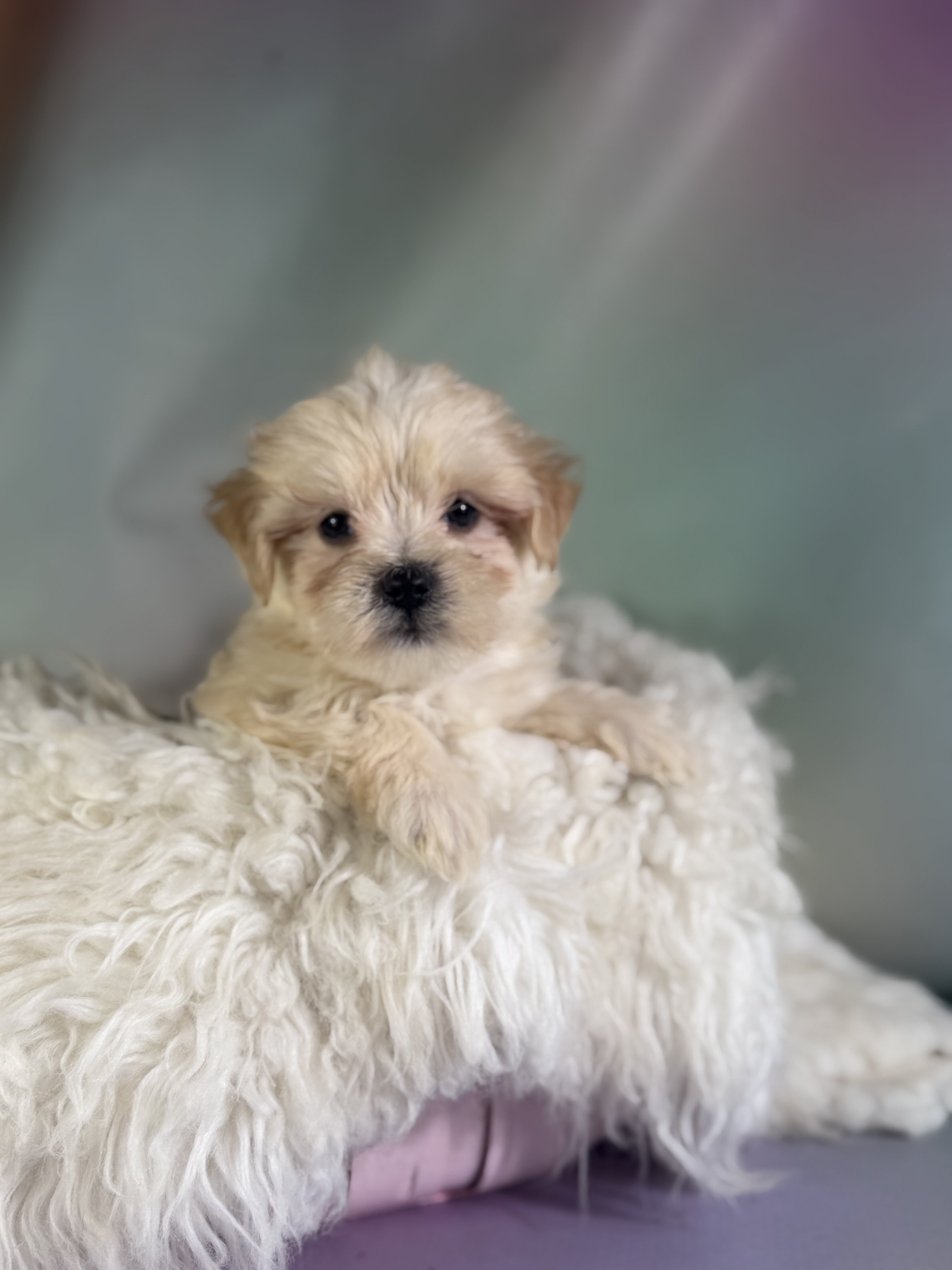 Toby Male Morkie image 4