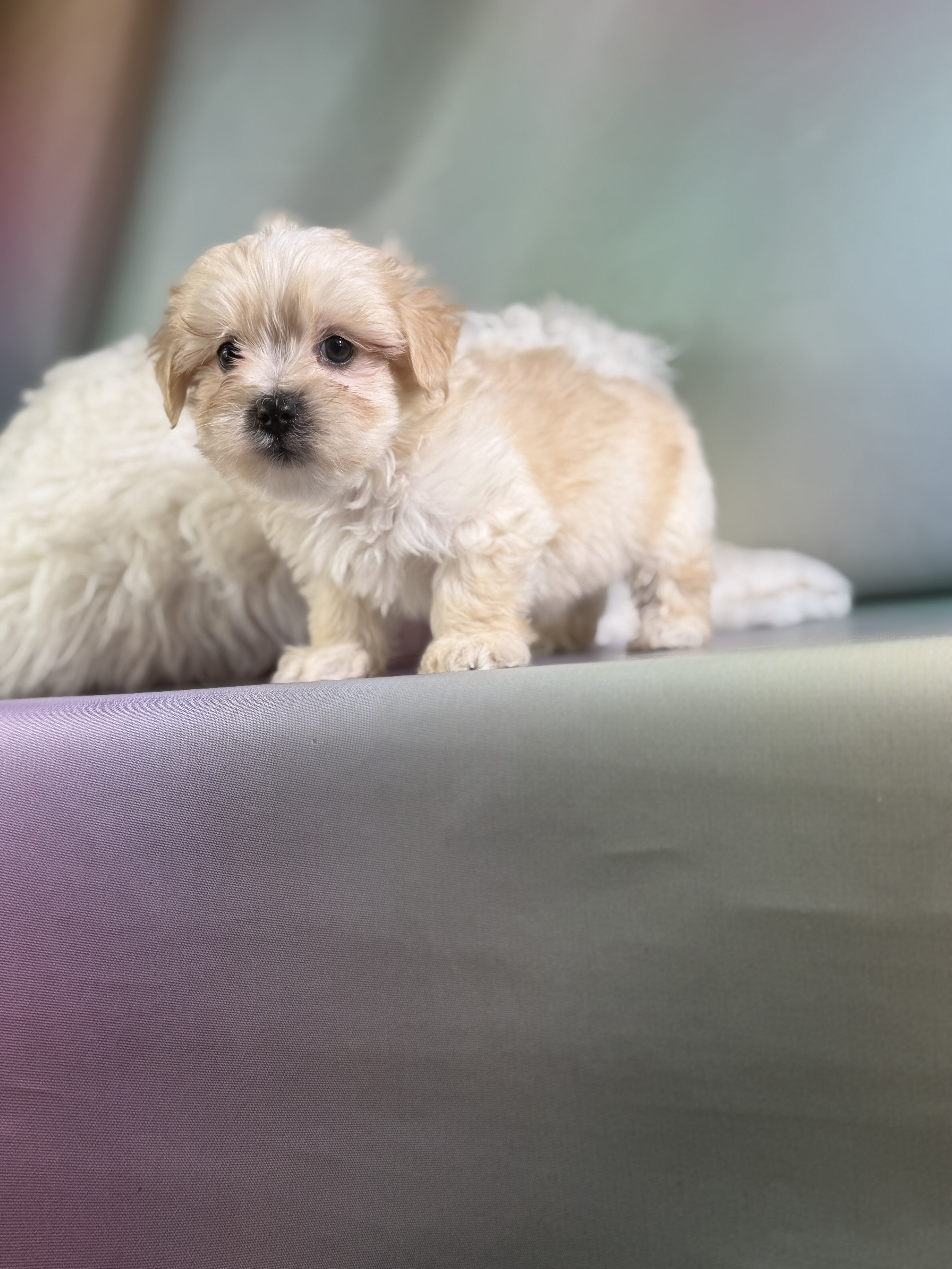 Toby Male Morkie image 2