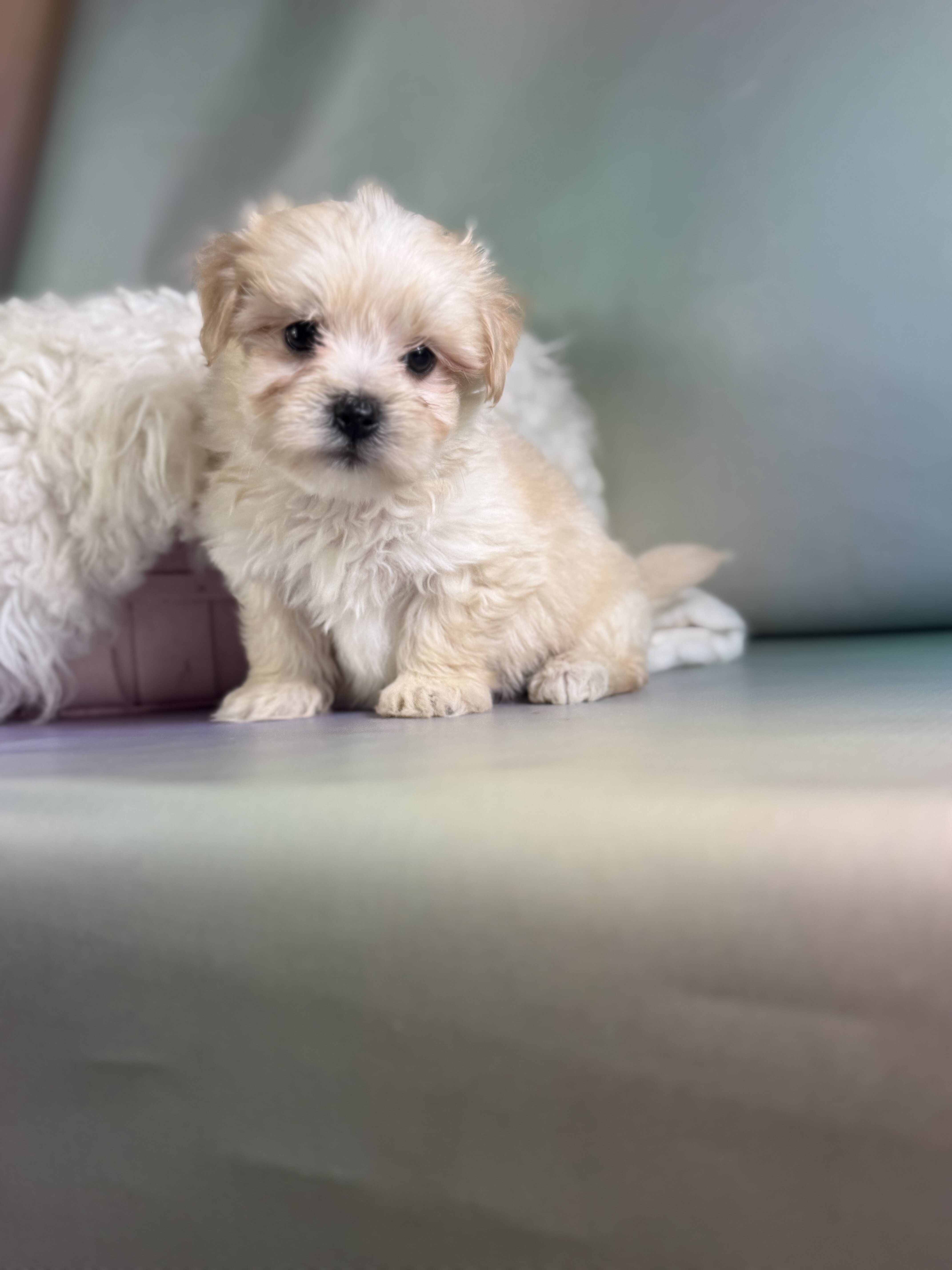 Toby Male Morkie image 3