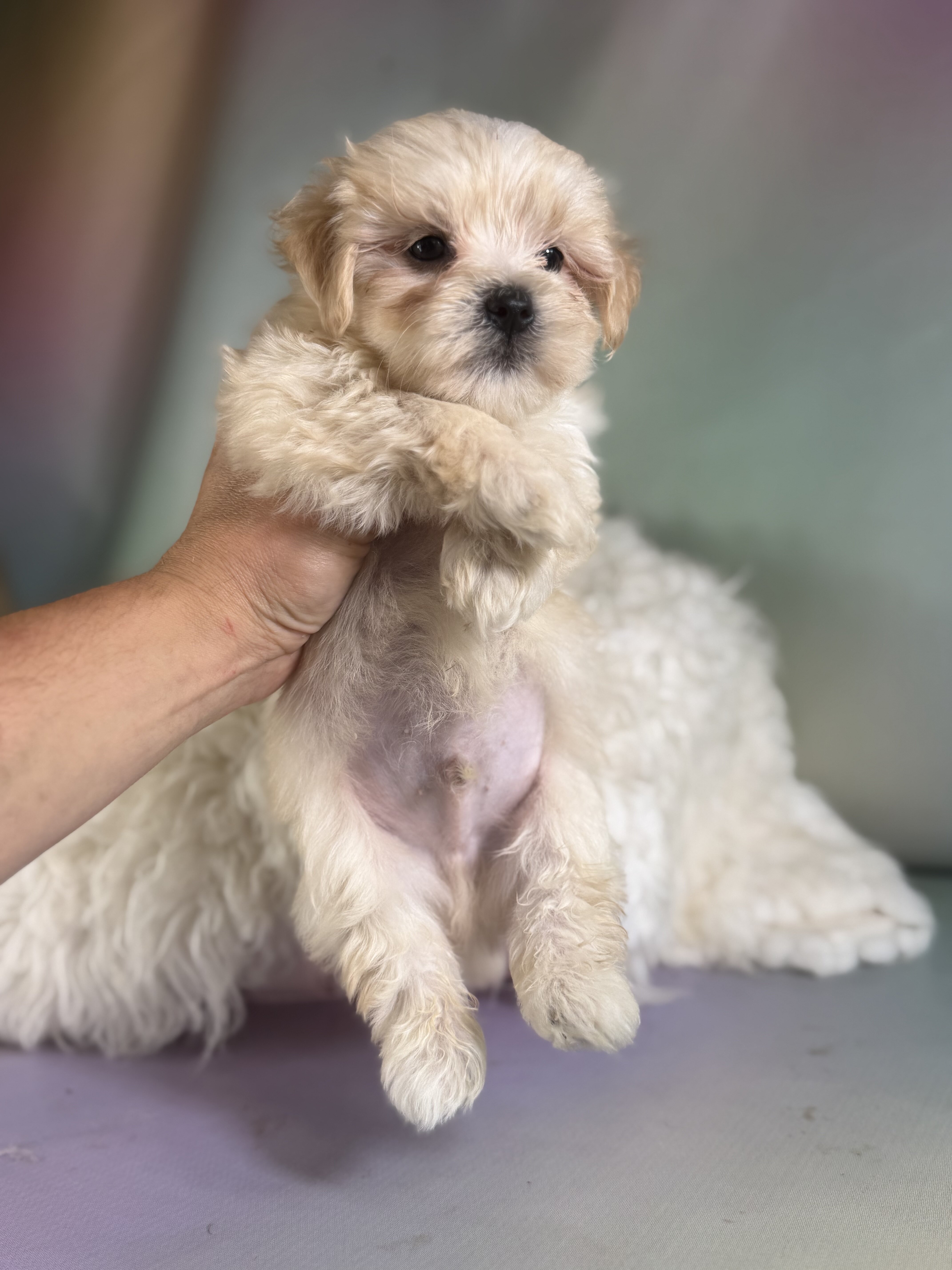 Toby Male Morkie image 5