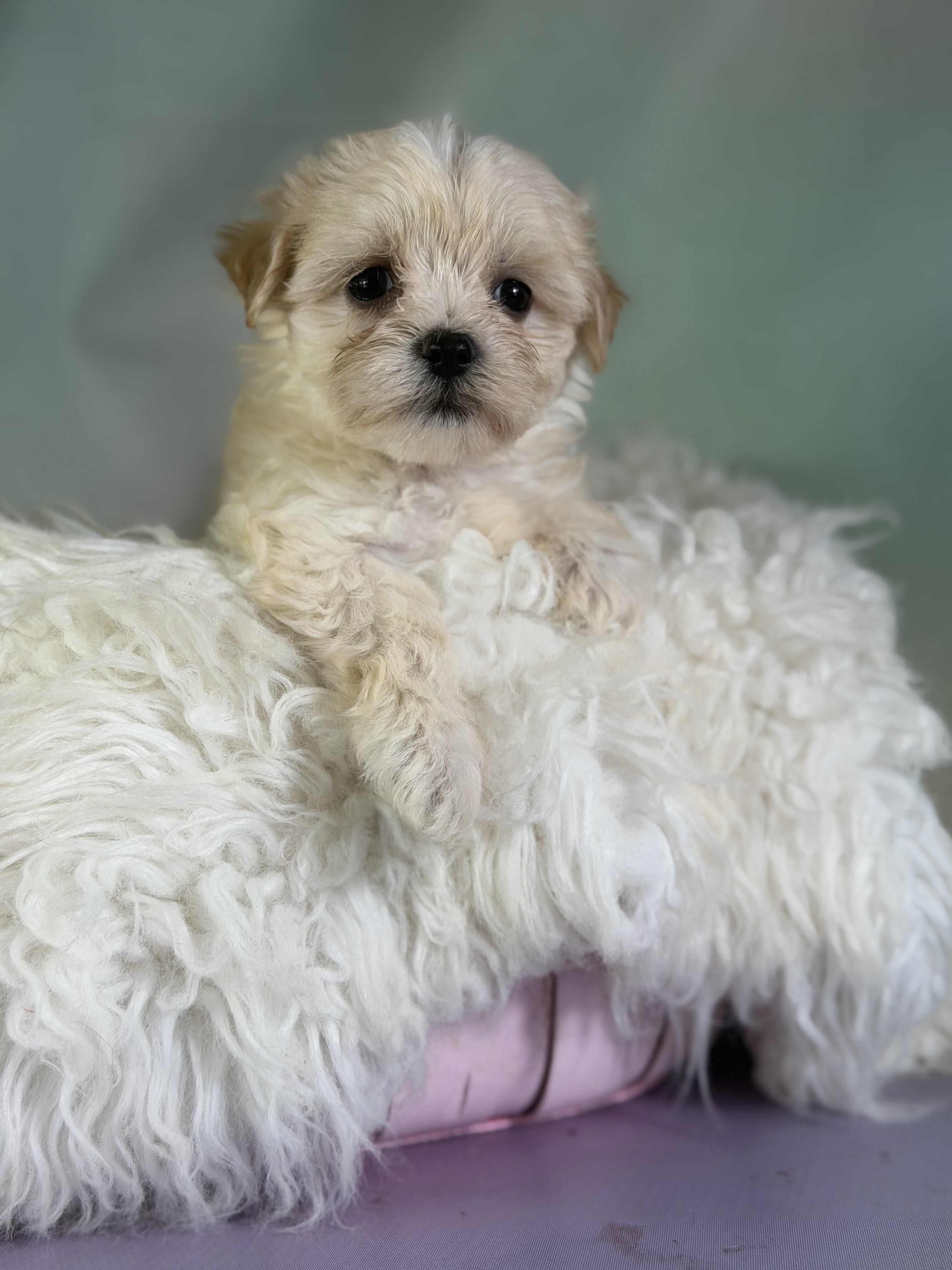 Tootsie Female Morkie image 5