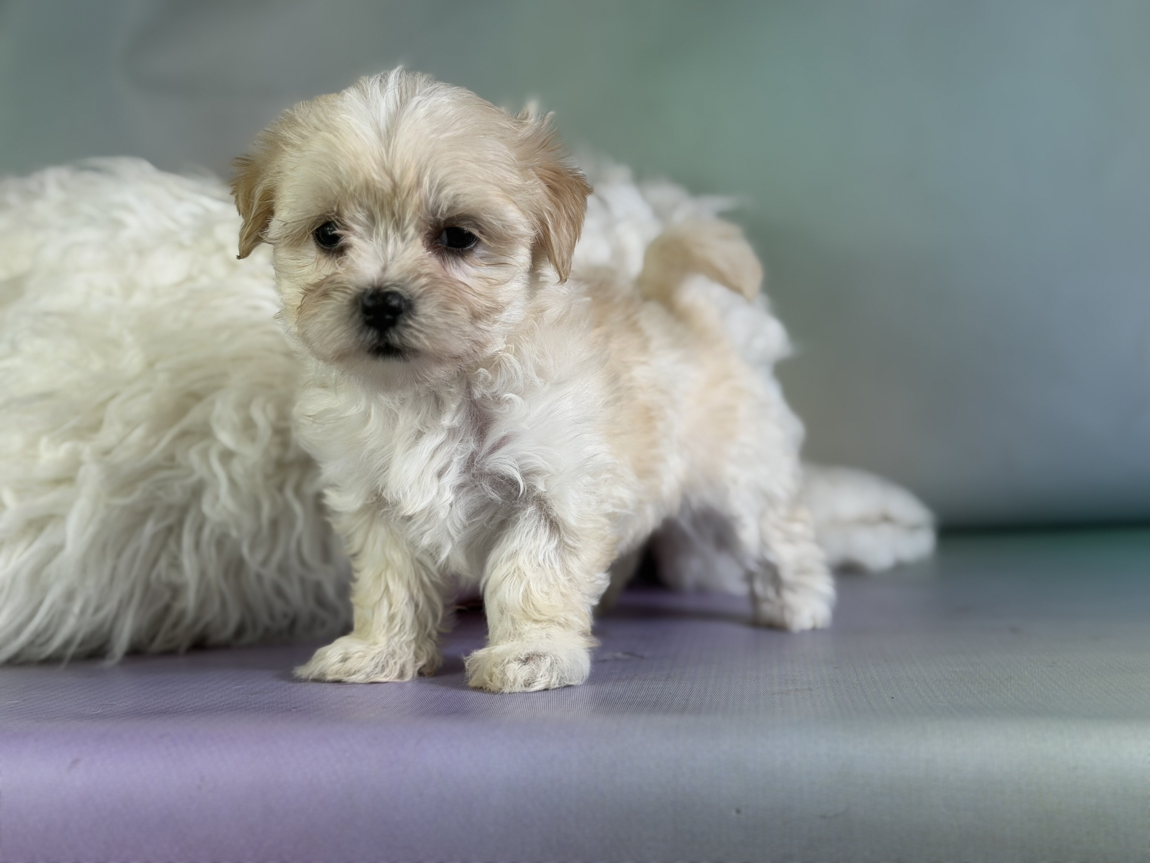 Tootsie Female Morkie image 3
