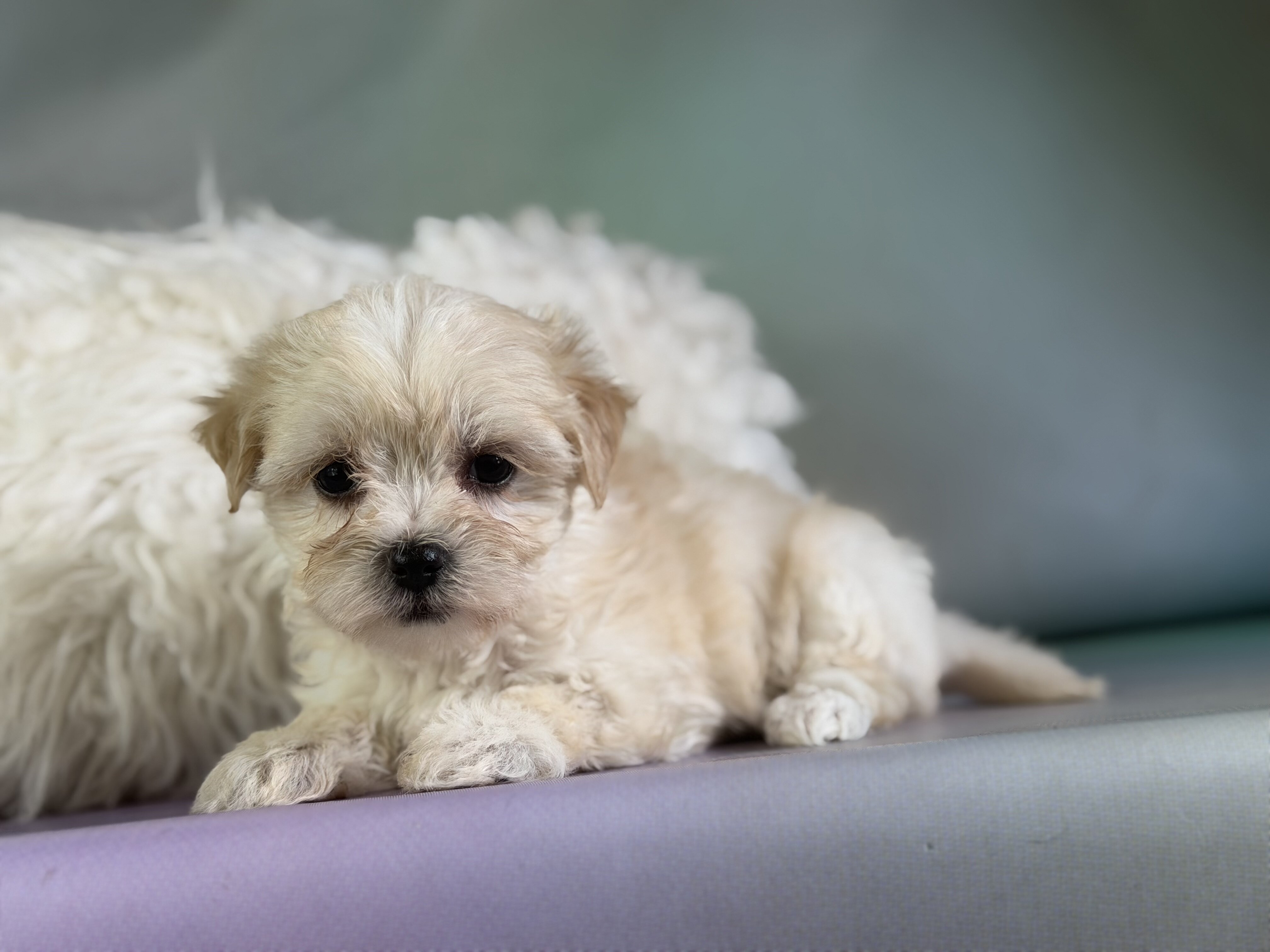 Tootsie Female Morkie image 4