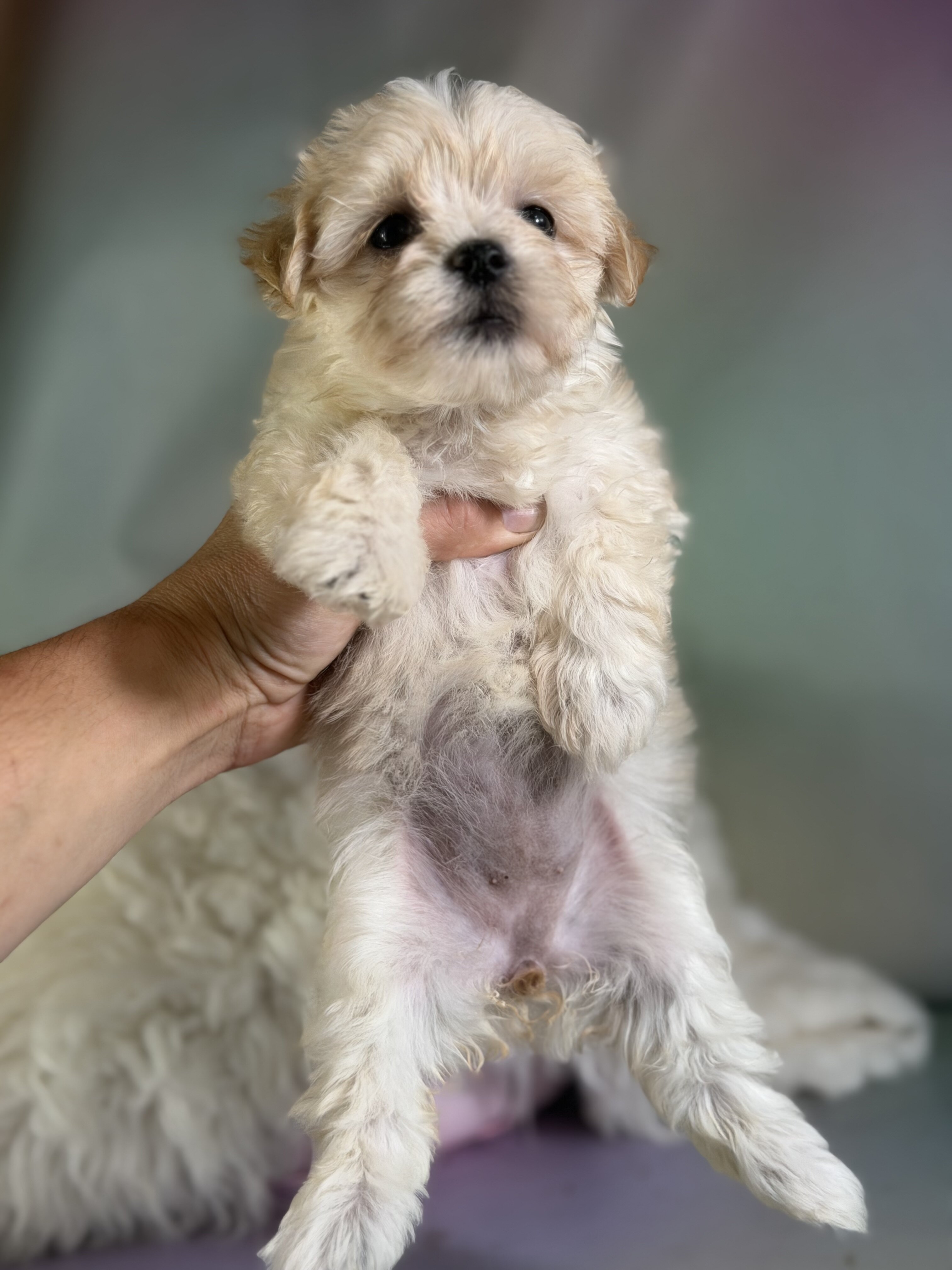 Tootsie Female Morkie image 6