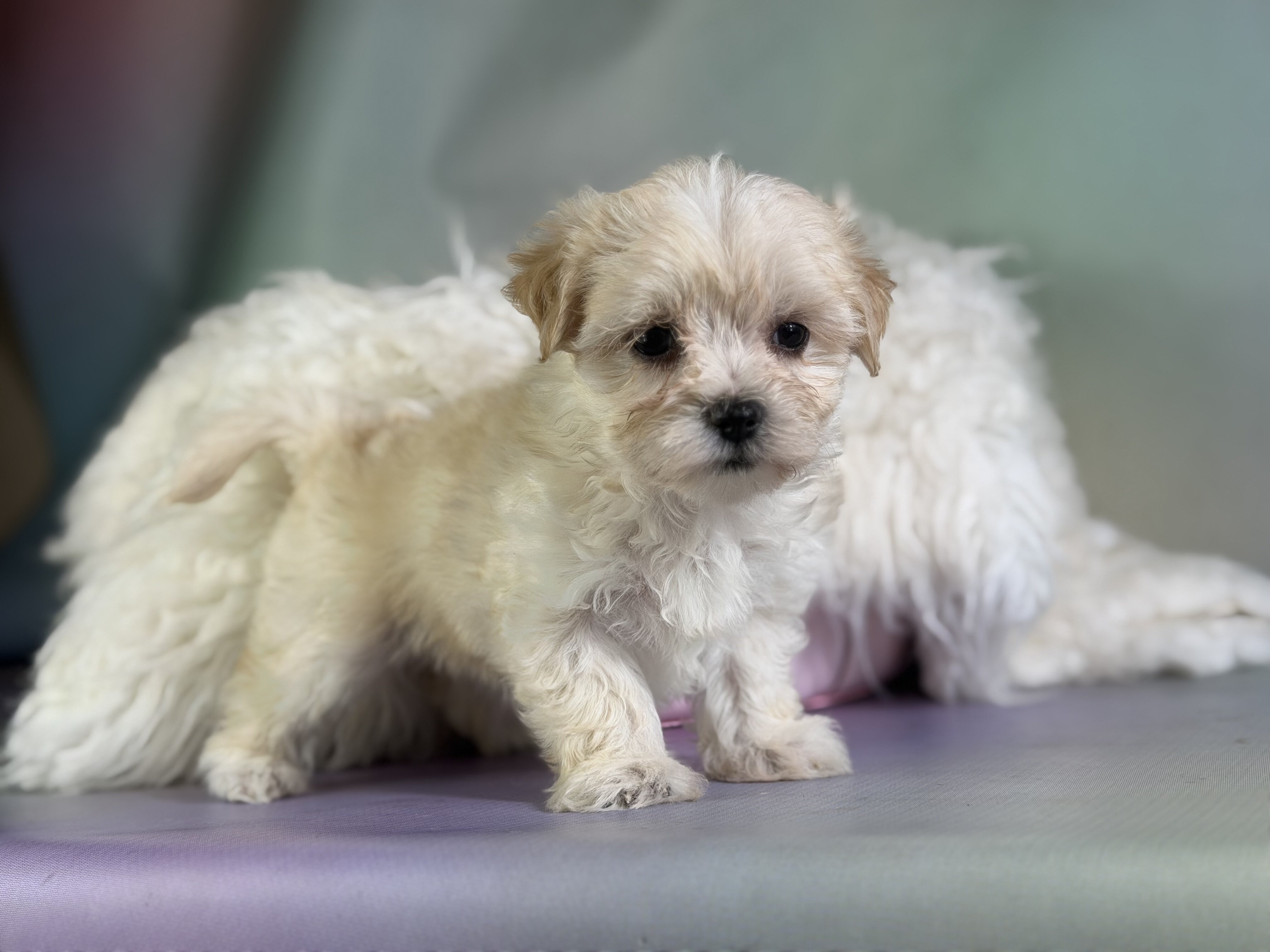 Tootsie Female Morkie image 2