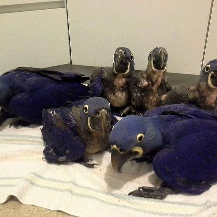Hyacinth Macaw Parrots And Fertile Eggs For Sale image 1