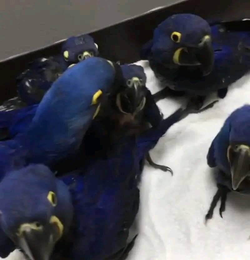 Hyacinth Macaw Parrots And Fertile Eggs For Sale image 3