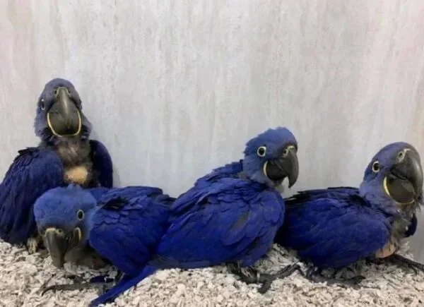 Hyacinth Macaw Parrots And Fertile Eggs For Sale image 4